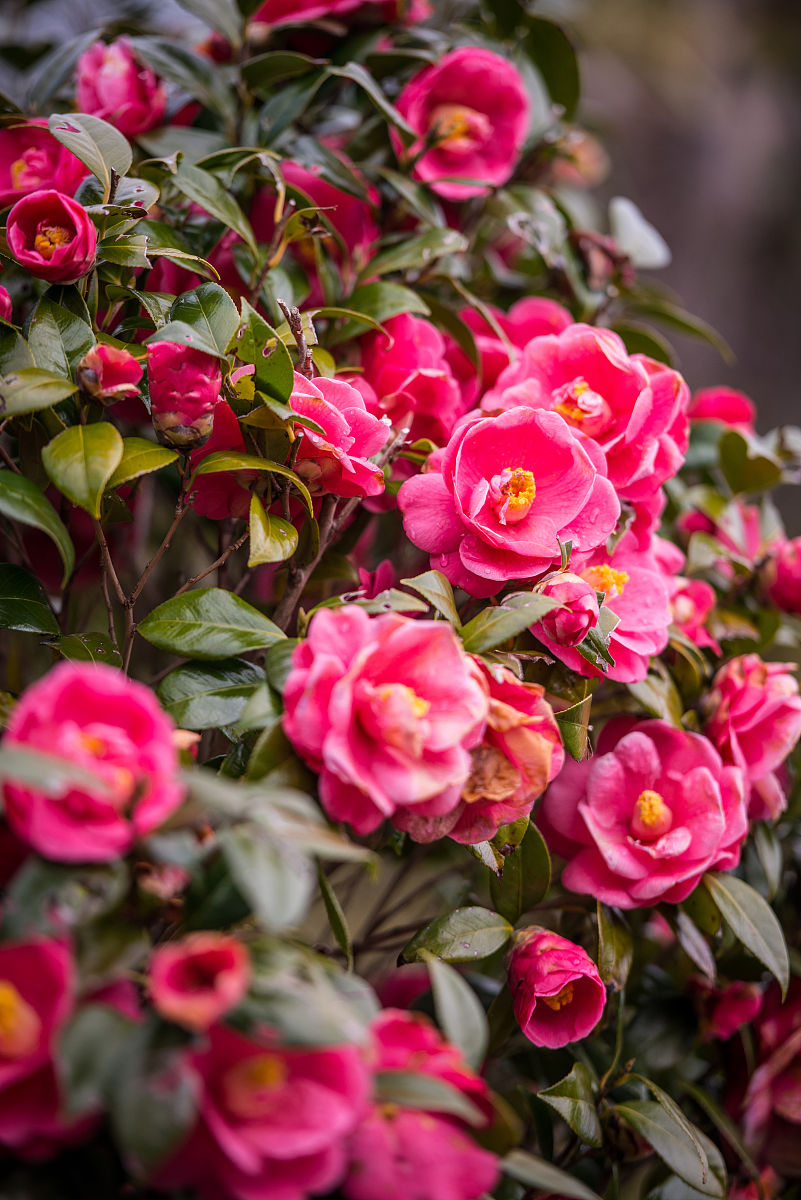 重庆市市花 baijiahao.baidu.com