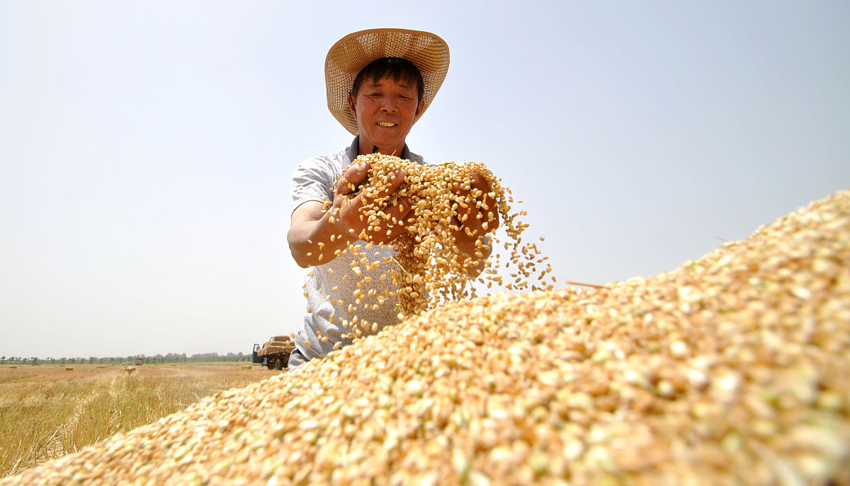 小麦开镰收割,今年粮食价格涨不涨?是否确保国家粮食安全