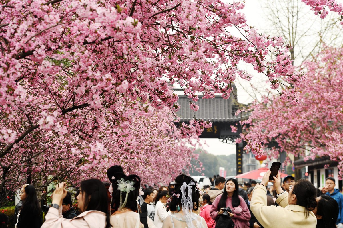 南京赏花好玩的地方有哪些?这份南京赏花攻略请收好!