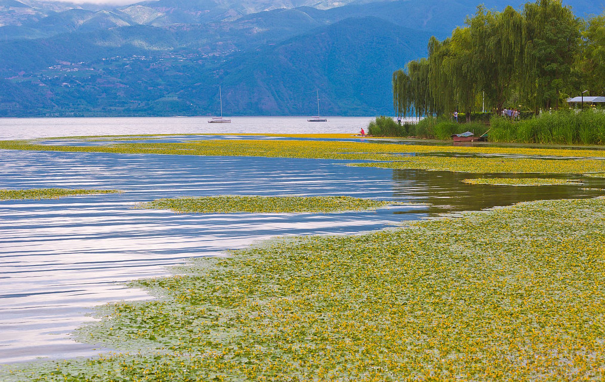 知识创作挑战赛# 金麟沙滩是邛海风景区的重要组成部分.