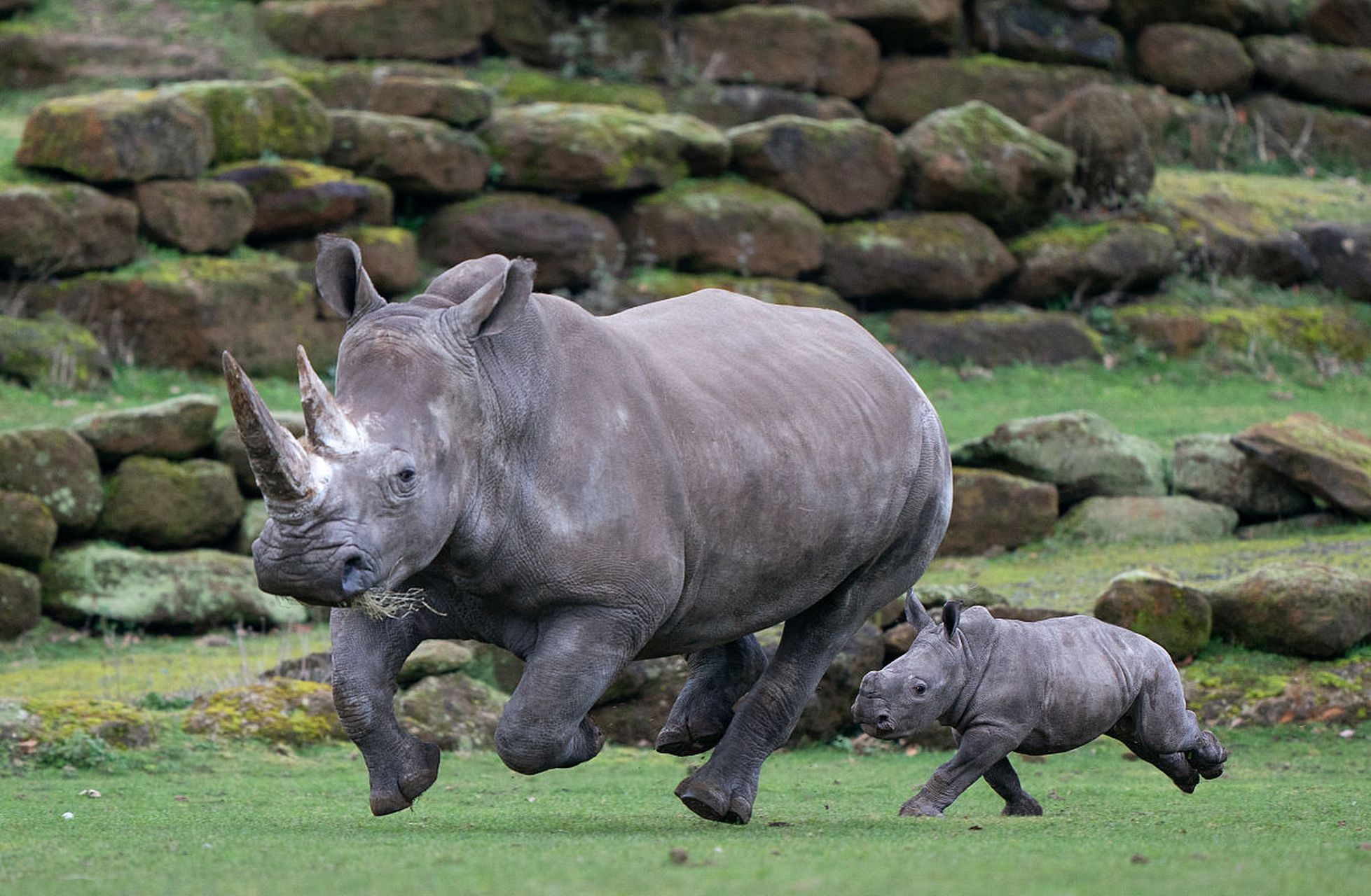 奔跑的犀牛!一头巨兽在"飞"～#动物趣图