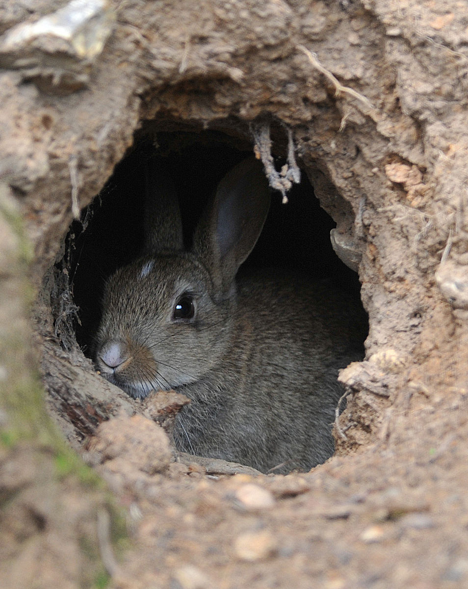 75年属兔何时走大运 属兔的命运