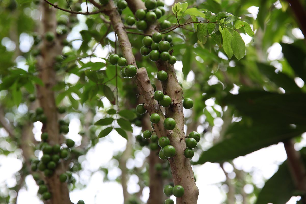 黑果木是一种独特的树种.@大海到处吃喝玩乐的动态