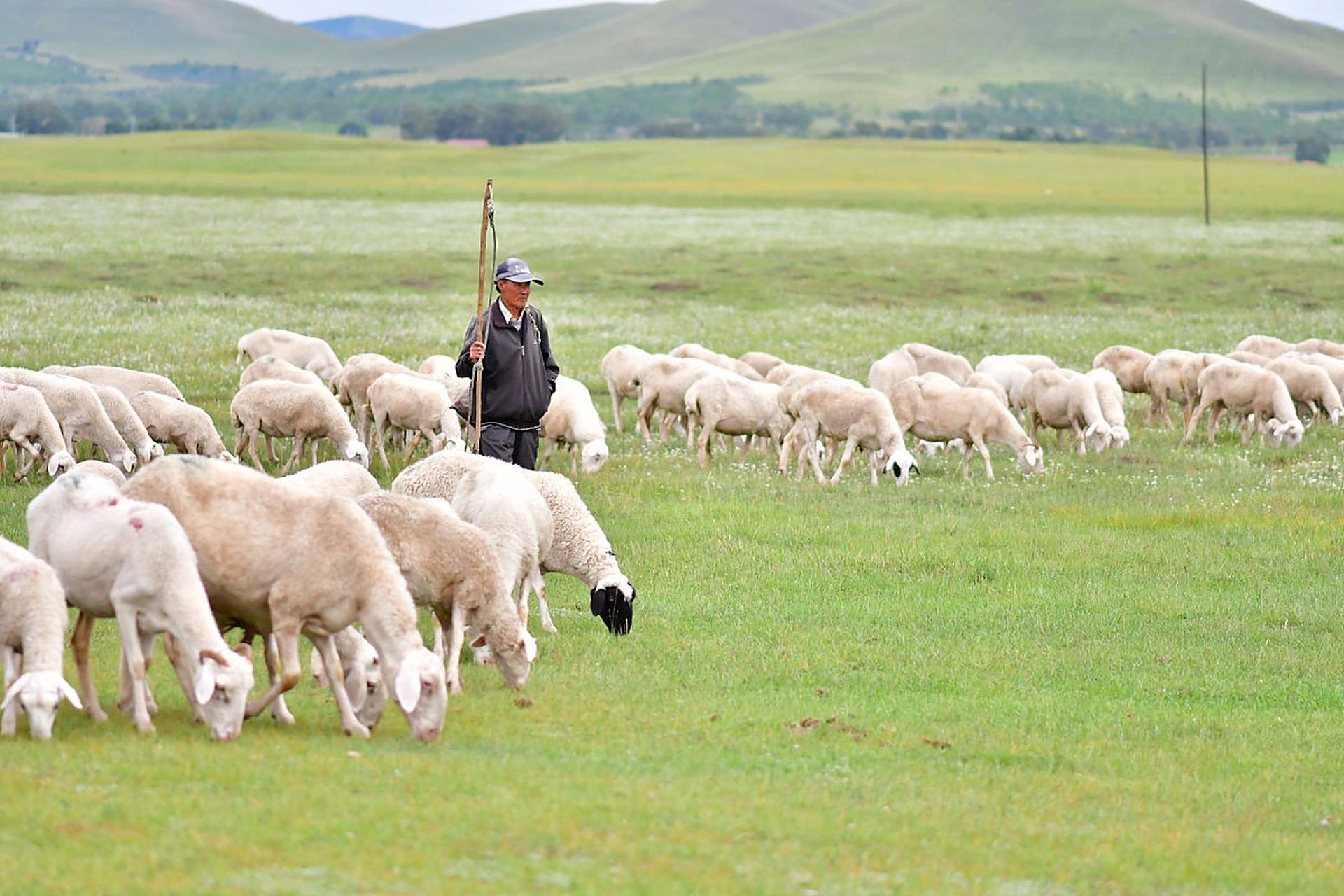 在翠绿的原野上,牧羊人挥舞着皮鞭,一群白羊在奔跑跳跃
