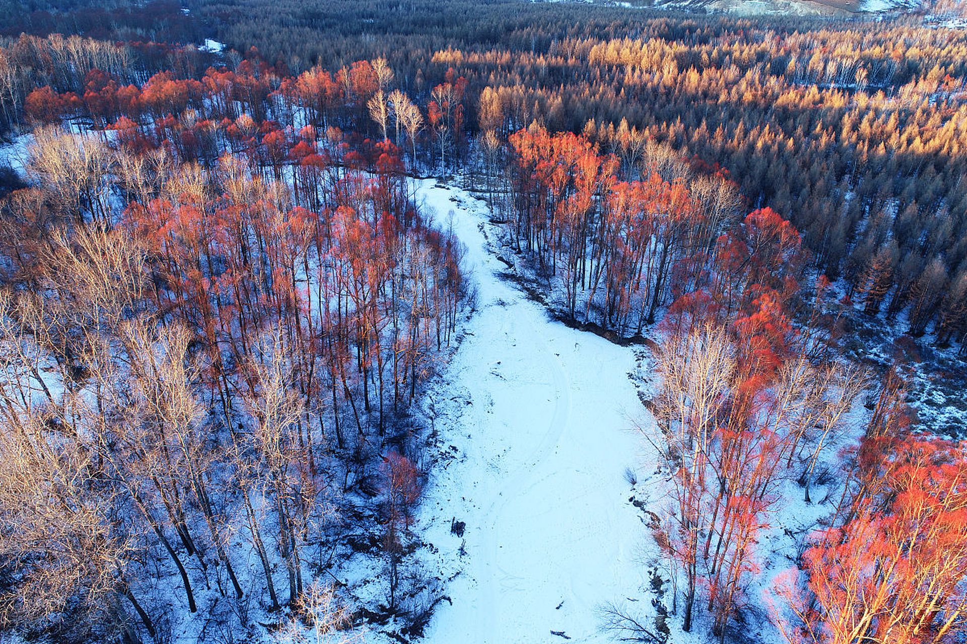 大兴安岭风光优美,四季如画.春天,森林茂密,树木繁盛,红皮云杉和白桦