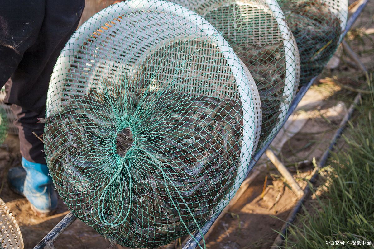地笼捕黄鳝,这一传统而智慧的捕鱼方式,其精髓在于精准选用诱饵以吸引