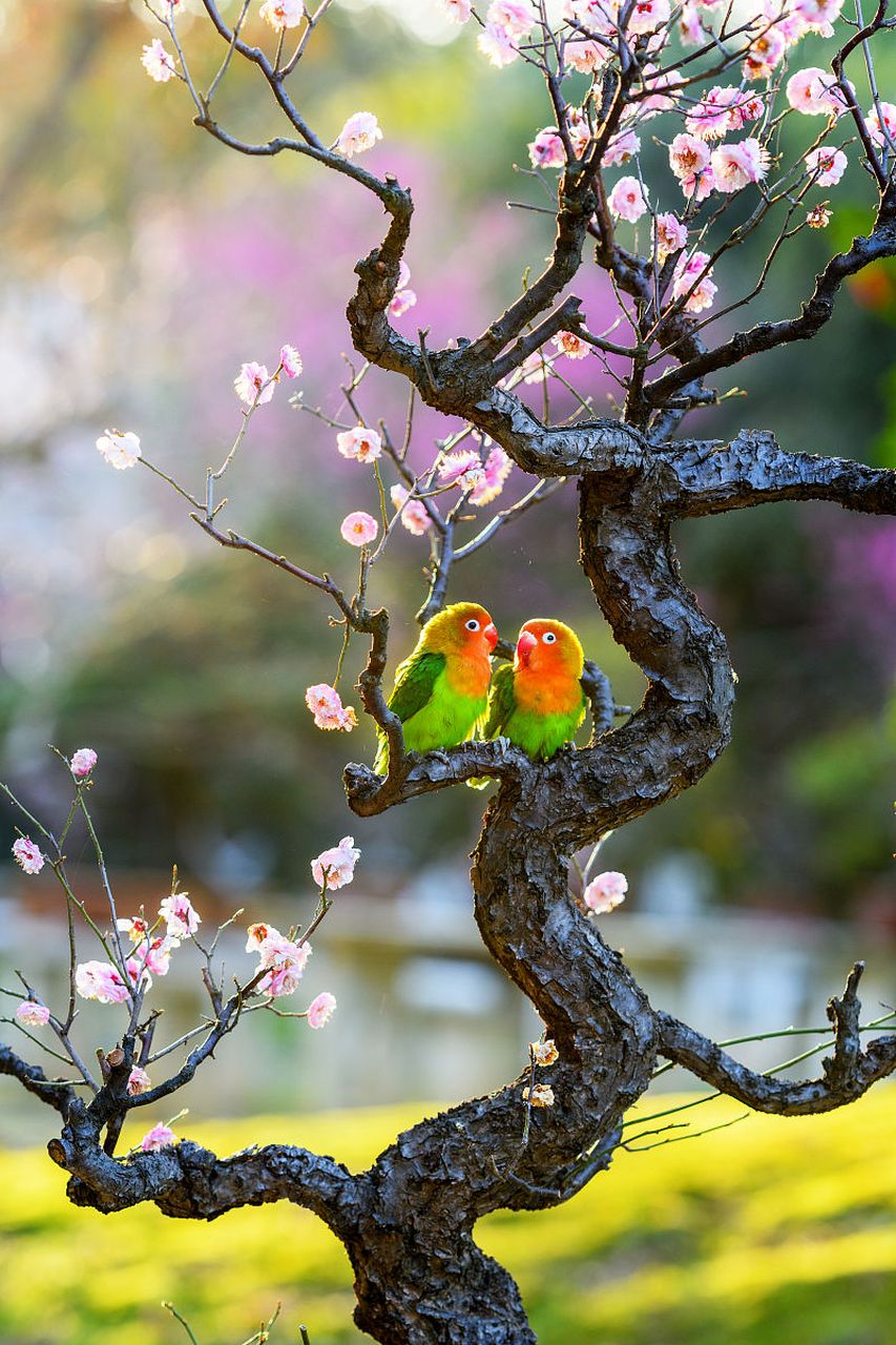 国内文旅# 【桃花鹦鹉图】鲜艳的桃花与绚丽的鹦鹉相互辉映,犹如一幅