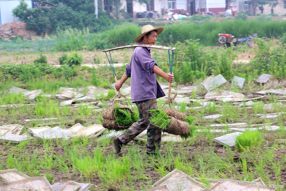 空姐空少,身穿"制服"下田插秧,对比农民怎么说?