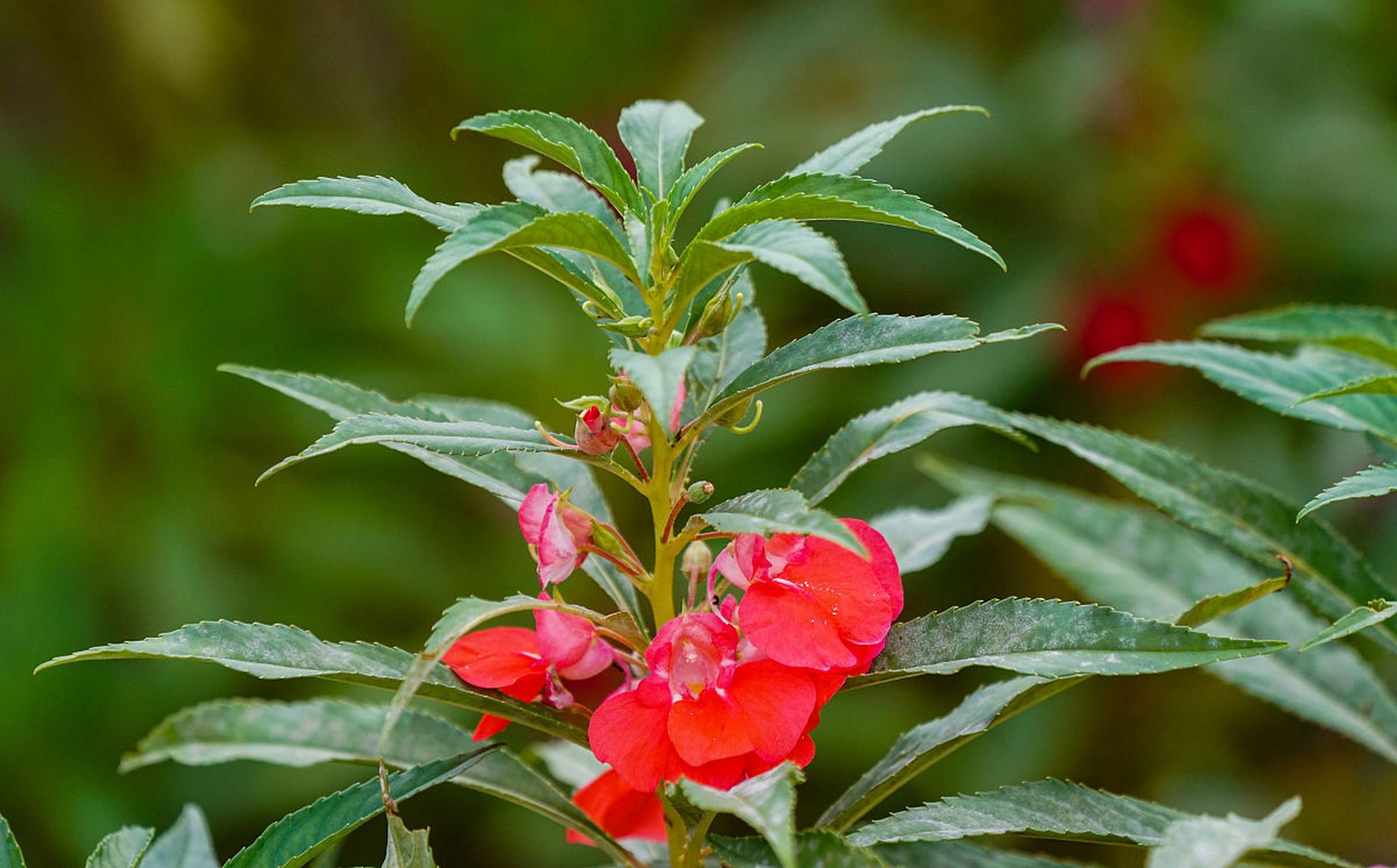 凤仙花在文人们的眼里,无疑是个娇艳的"媚客".