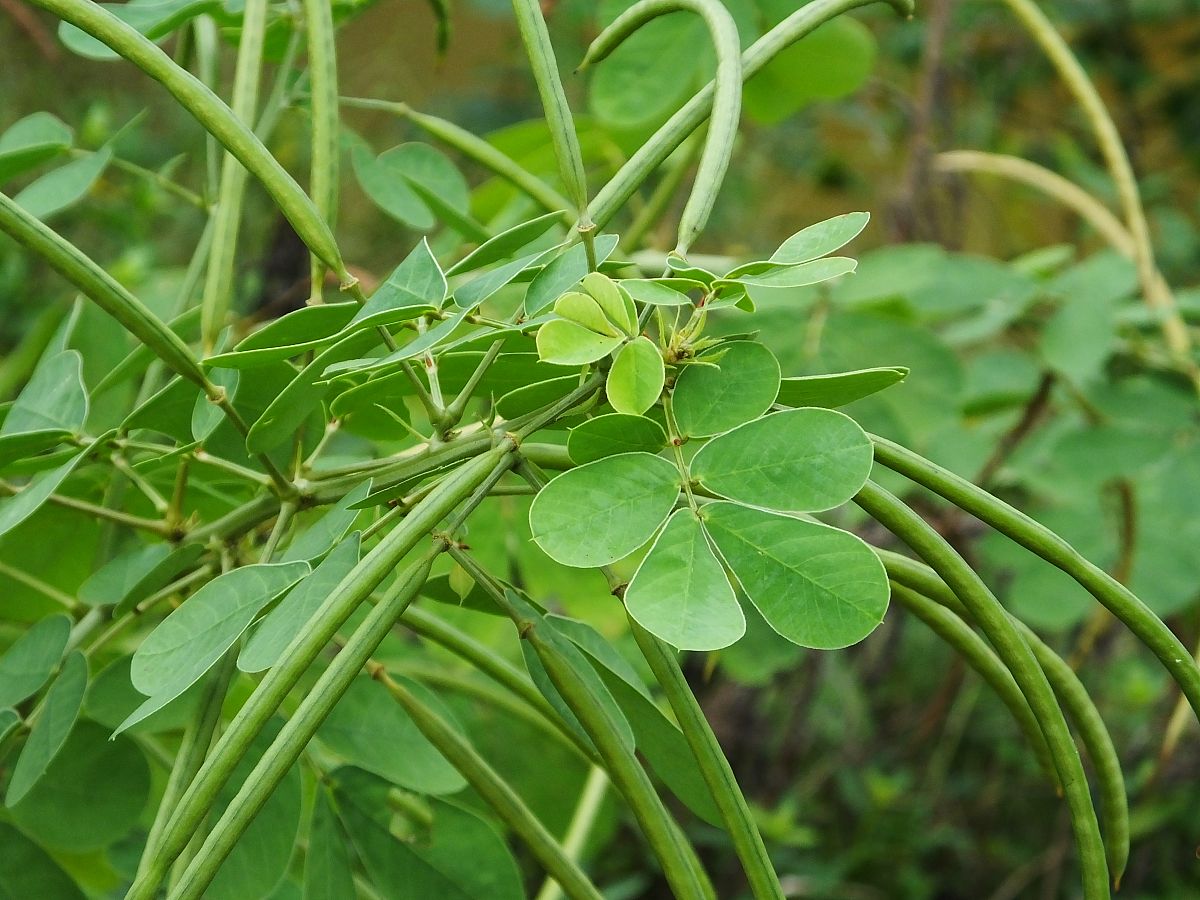 中草药——决明子