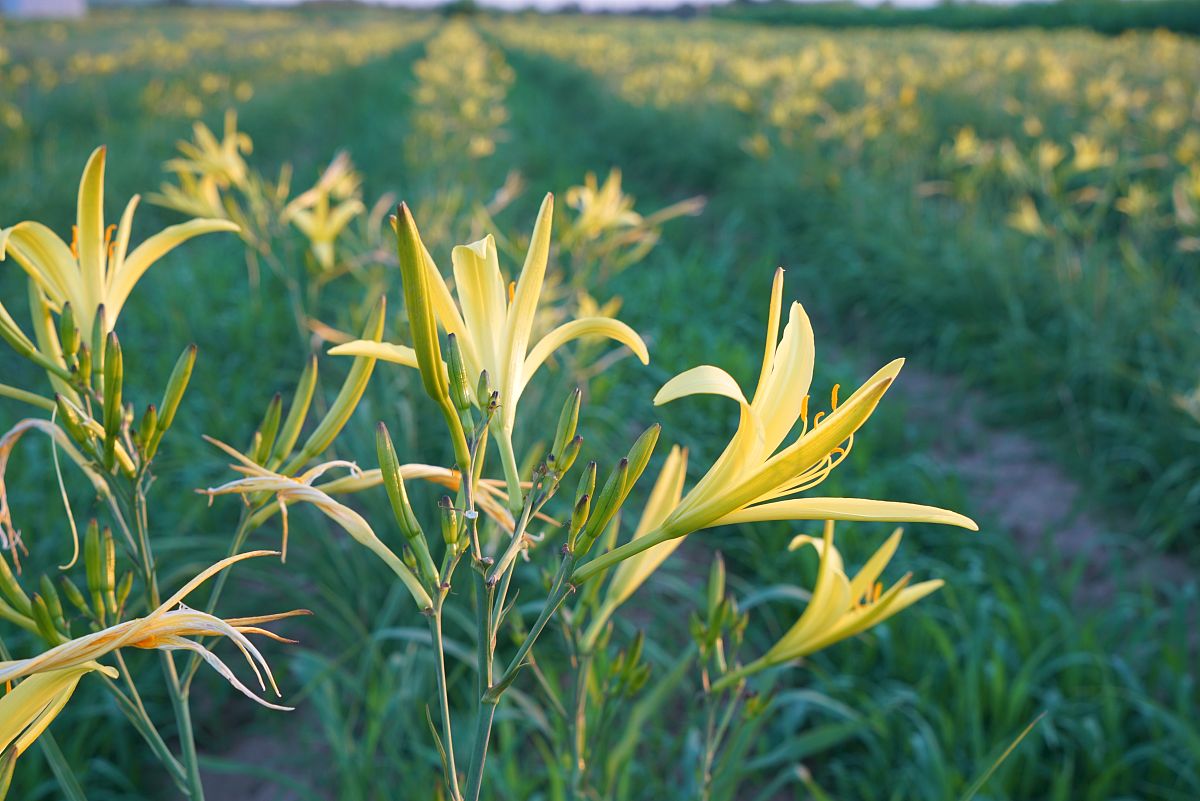 黄花菜也是一道非常漂亮的风景线