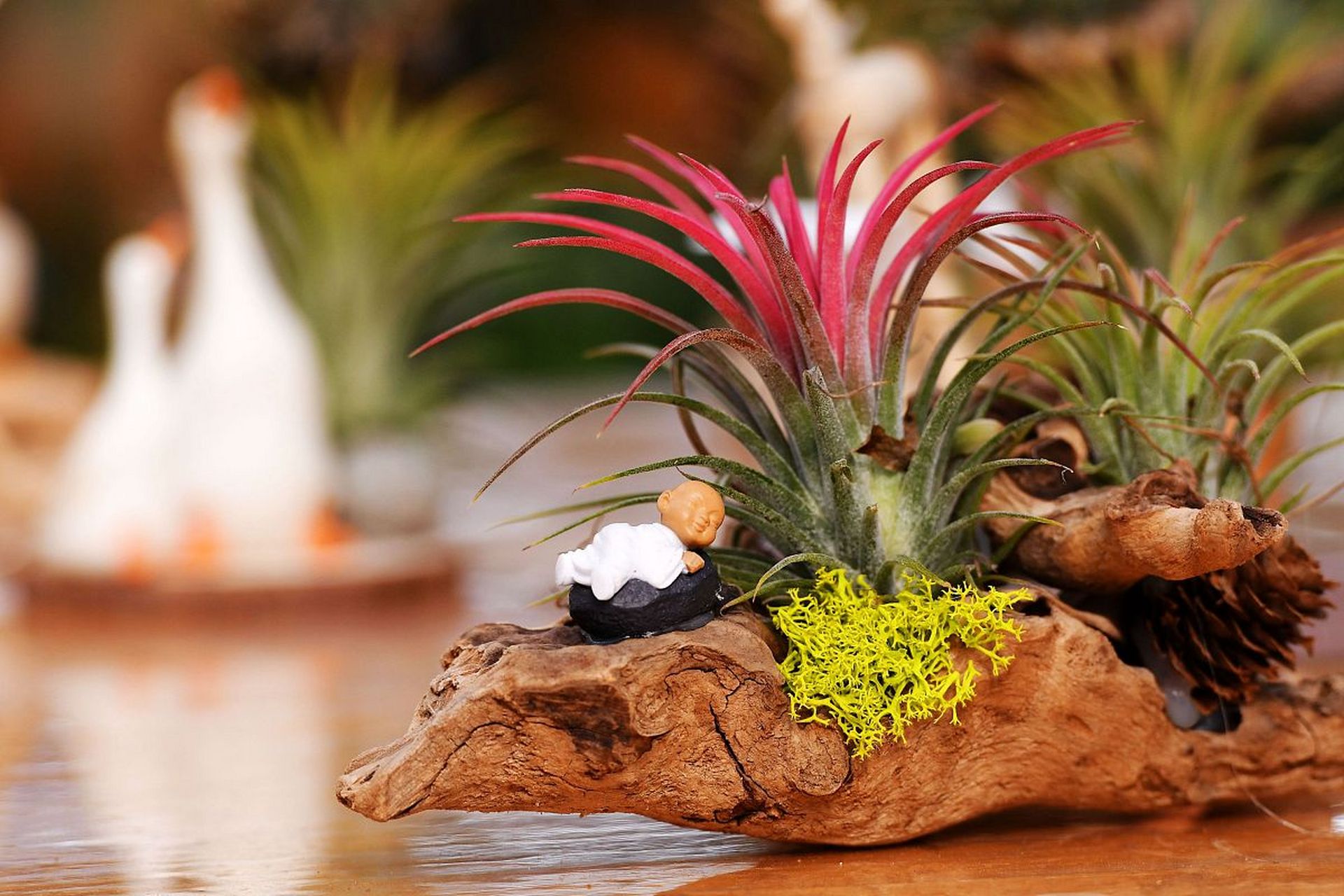 空气铁兰,别名空气凤梨,气生铁兰,松萝凤梨.