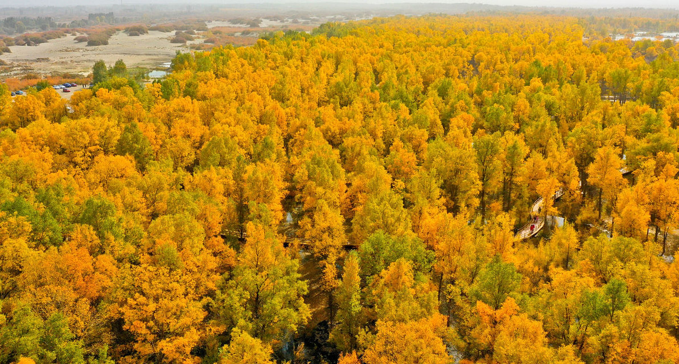 金塔沙漠胡杨林景区,位于甘肃省酒泉市金塔县,由胡杨林-金波湖核心