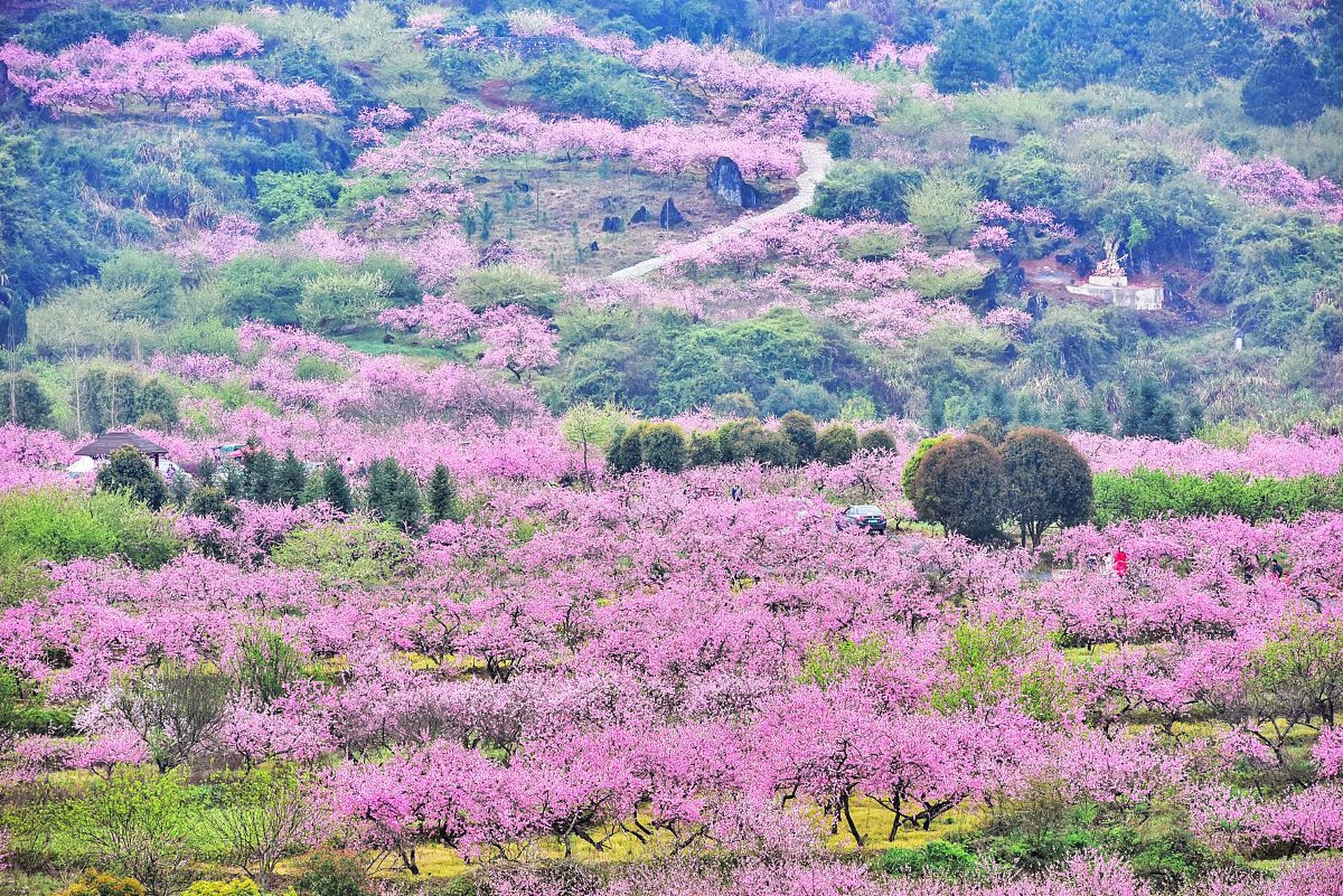 防城港东兴市的桃花源,是花海朝晖的美丽画卷.