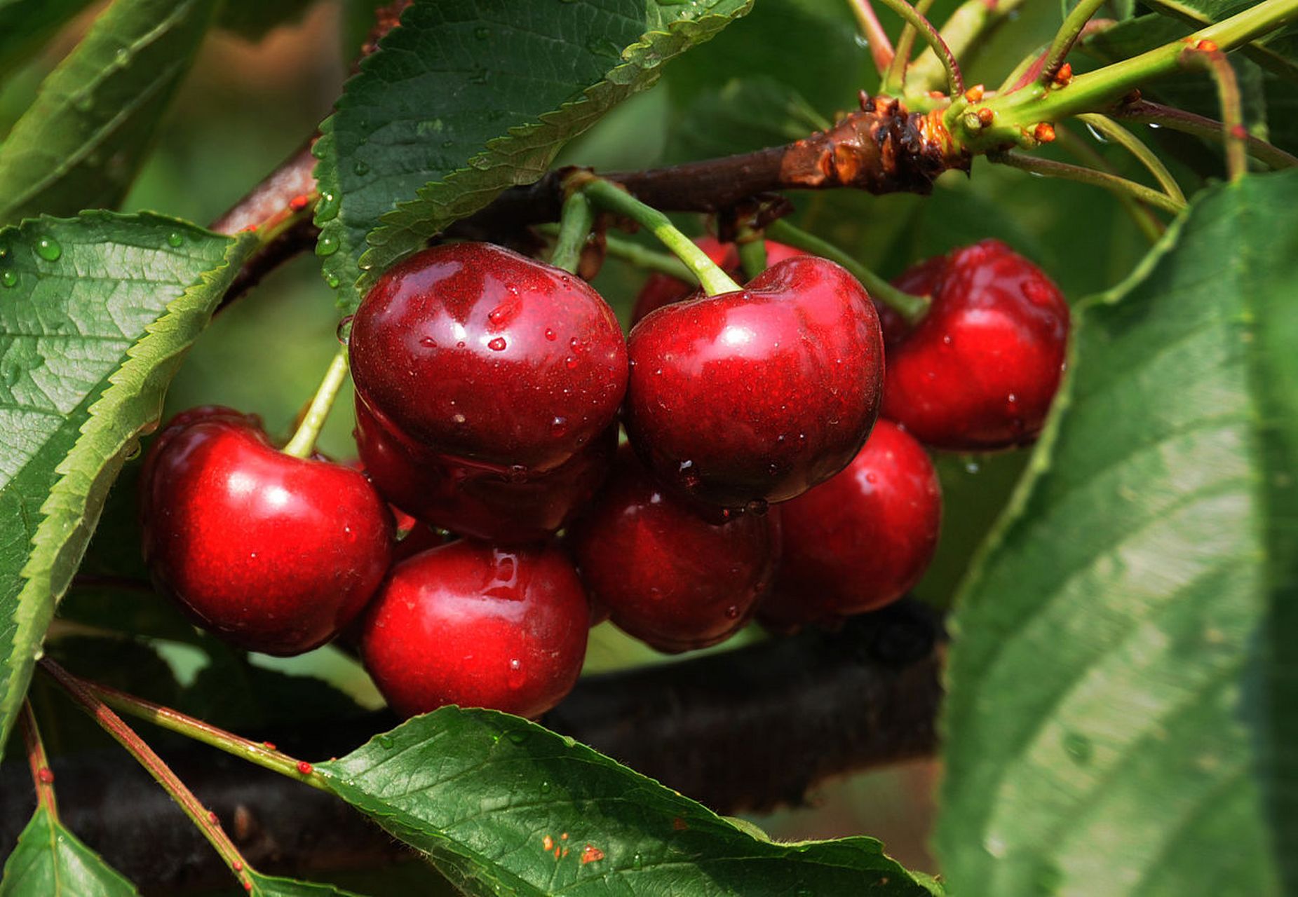 甘肃天水大樱桃果大味甜 红透"半边天"  甘肃天水地处渭河中游,秦岭西