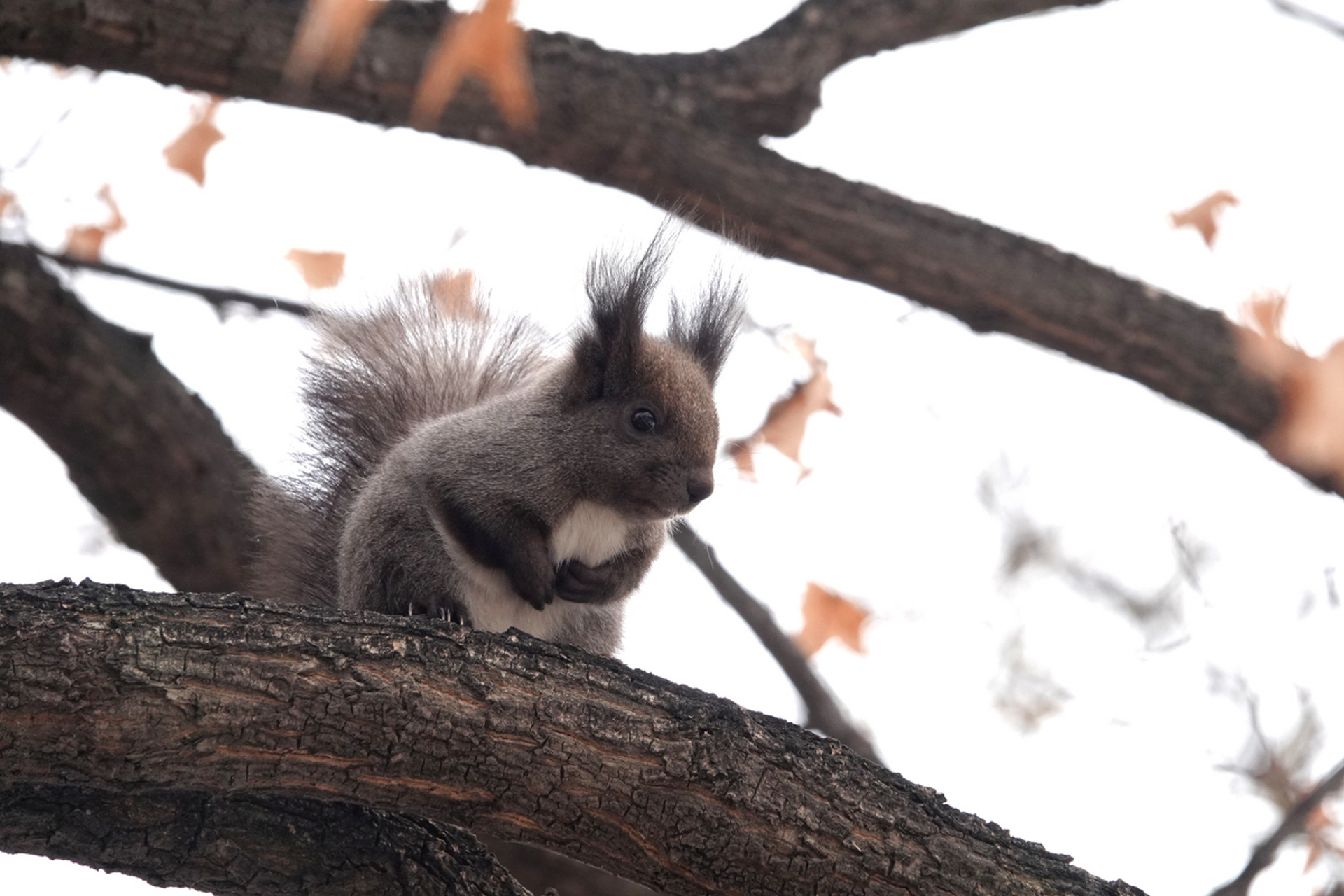 小松鼠是一种活泼可爱的小动物,它们长着一双明亮的大眼睛和蓬松的