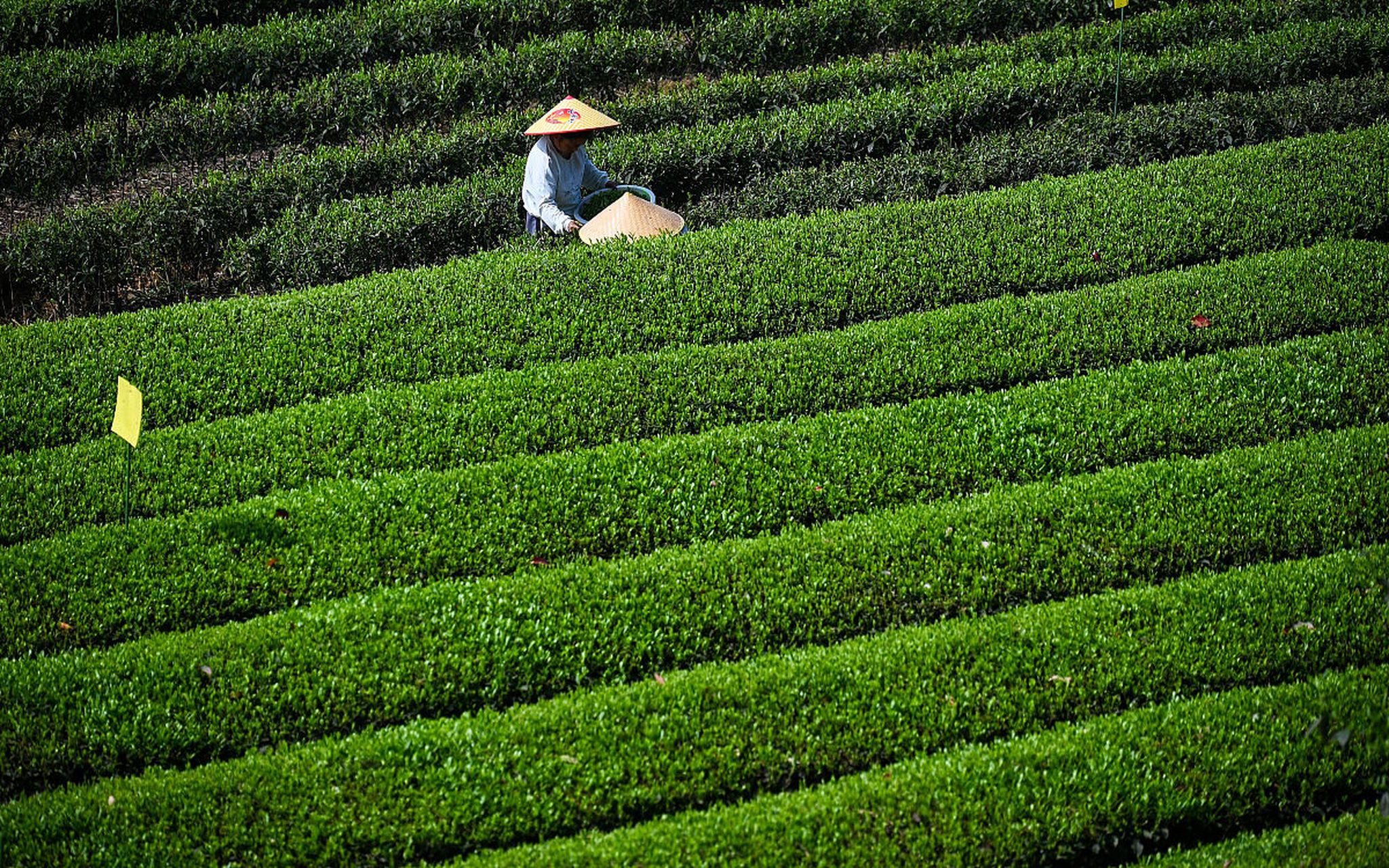 成佳茶乡,位于成都市蒲江县的成佳镇,是一处集自然风光,人文底蕴与茶