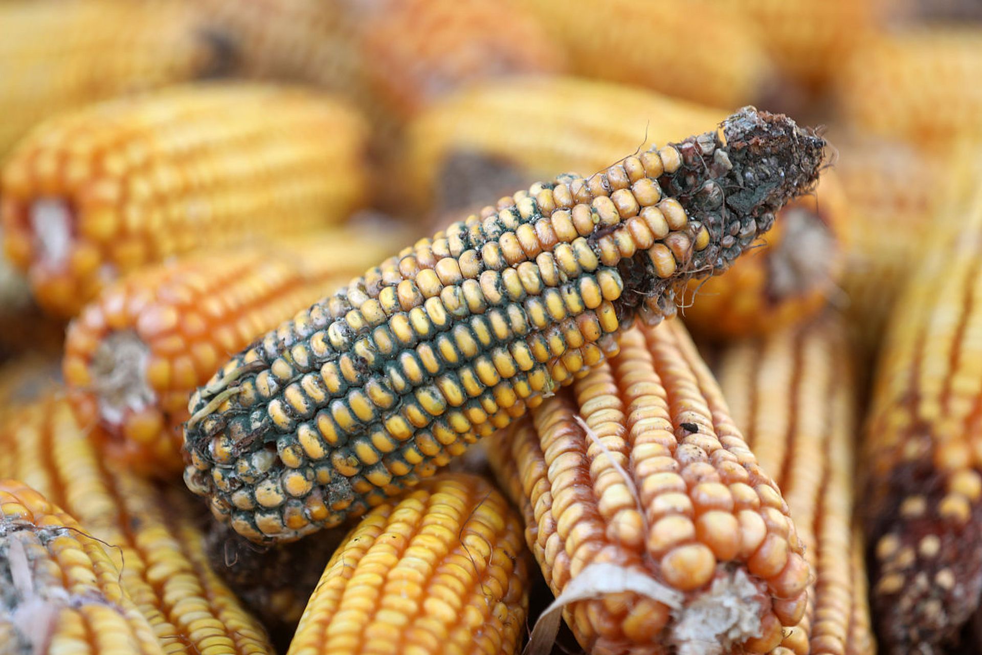 粮食发霉生黄曲霉素,致癌性超强!