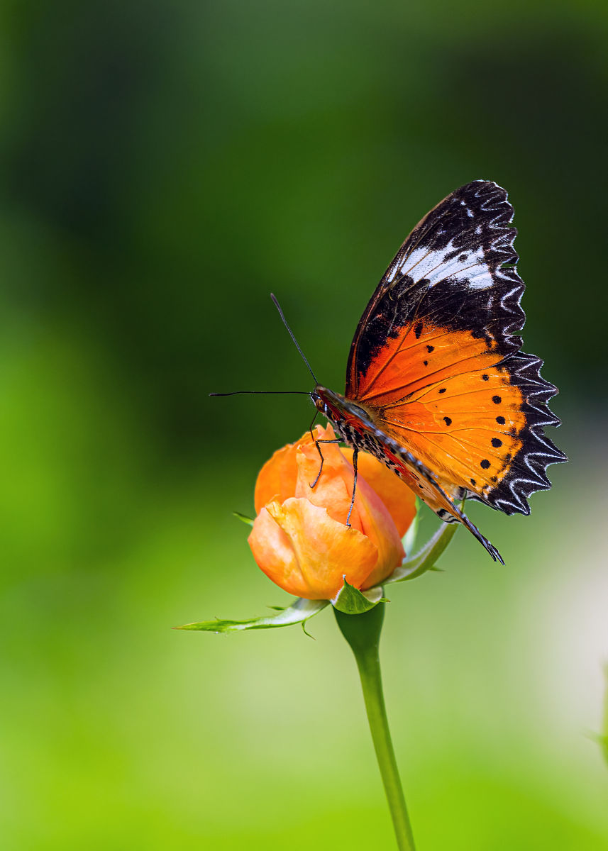自由自在的小黄莺叫声和谐动人"留连戏蝶时时舞""留连"是形容蝴蝶飞来