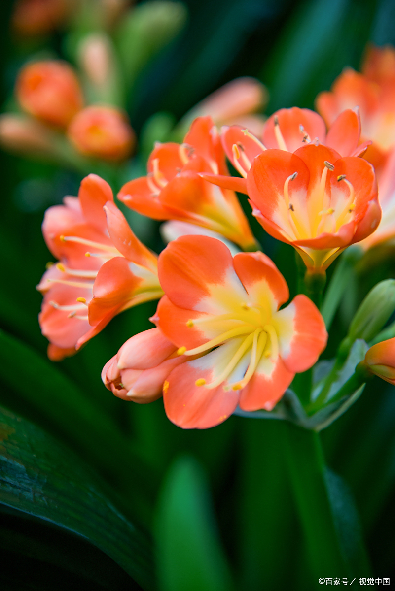 君子兰不仅仅是一种美丽的观赏植物,它还有着独特的花语和寓意