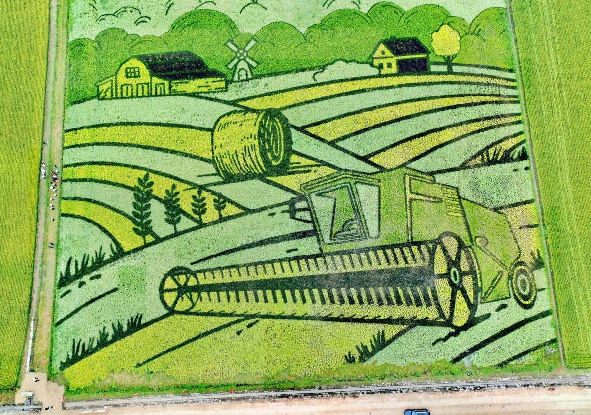 稻田儿童画图片