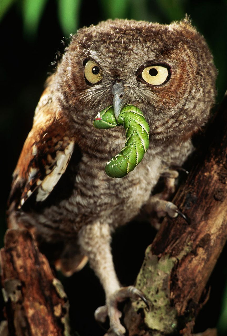 猫头鹰果然是食肉动物.  #动物趣图