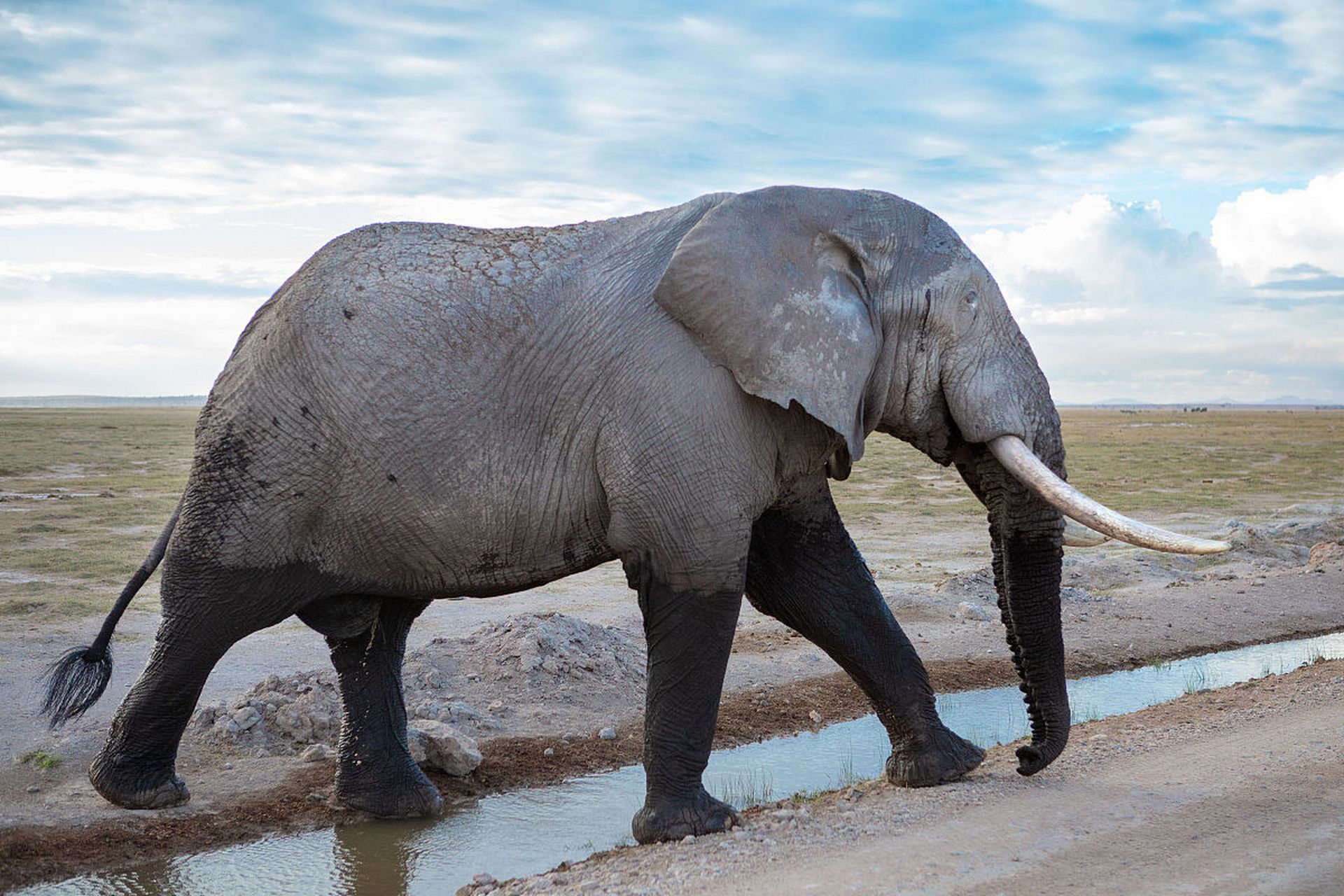 大象的长鼻子像是对世界的无尽探索,而那温和的眼神则充满了智慧与