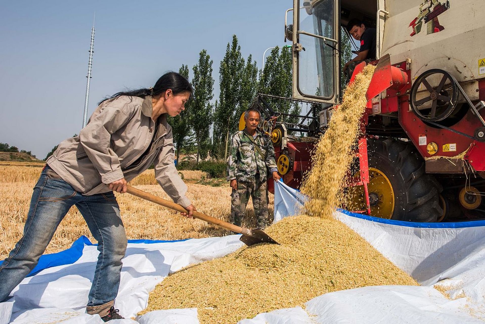 河北省正定县在上世纪80年代的时候,曾经是粮食的高产县,当时,每年要