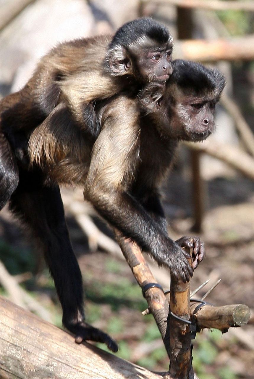 卷尾猴有多种颜色,包括红,黑,白和棕色.#动物趣图