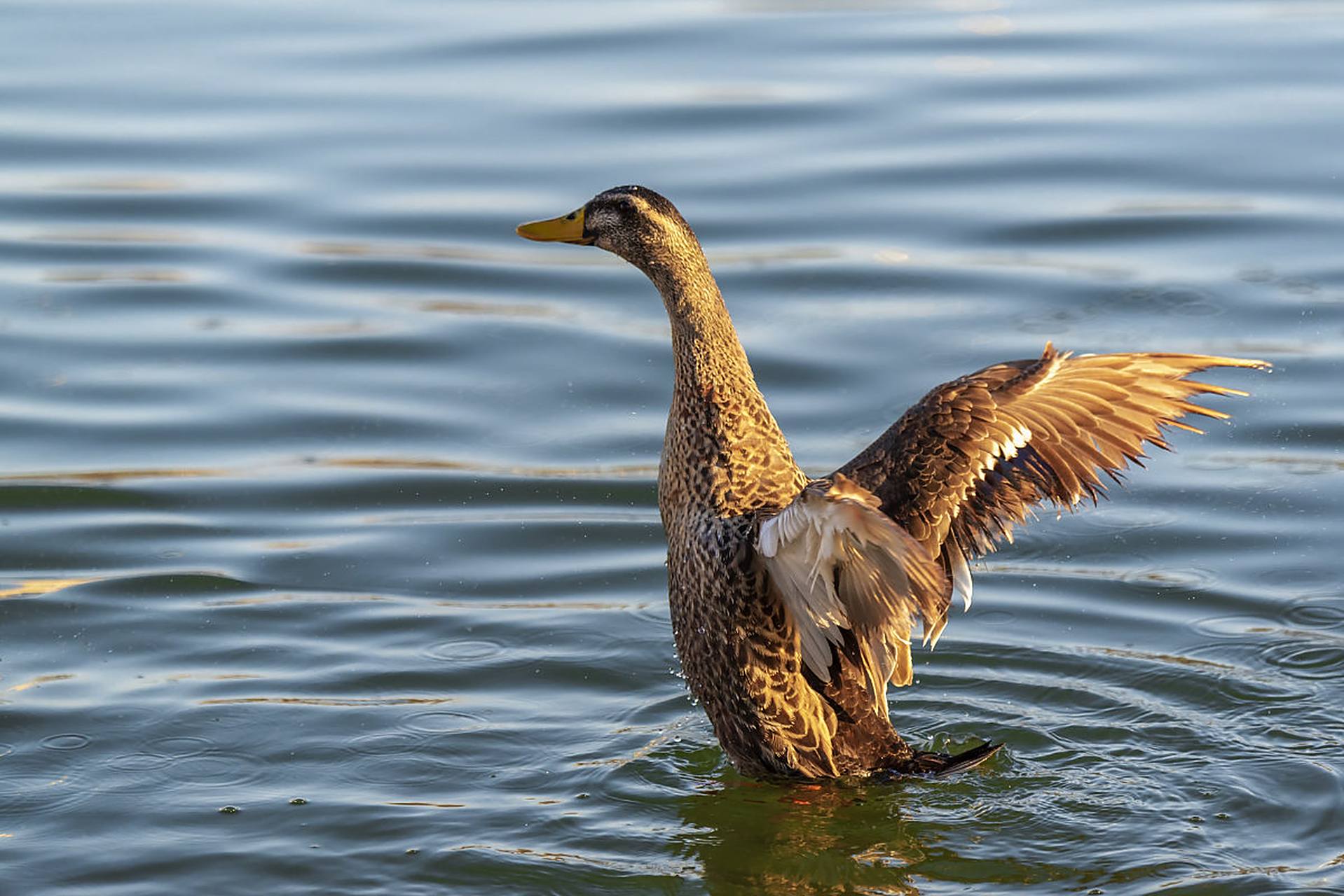 花香鸟语,麻鸭自在惬意～#动物趣图