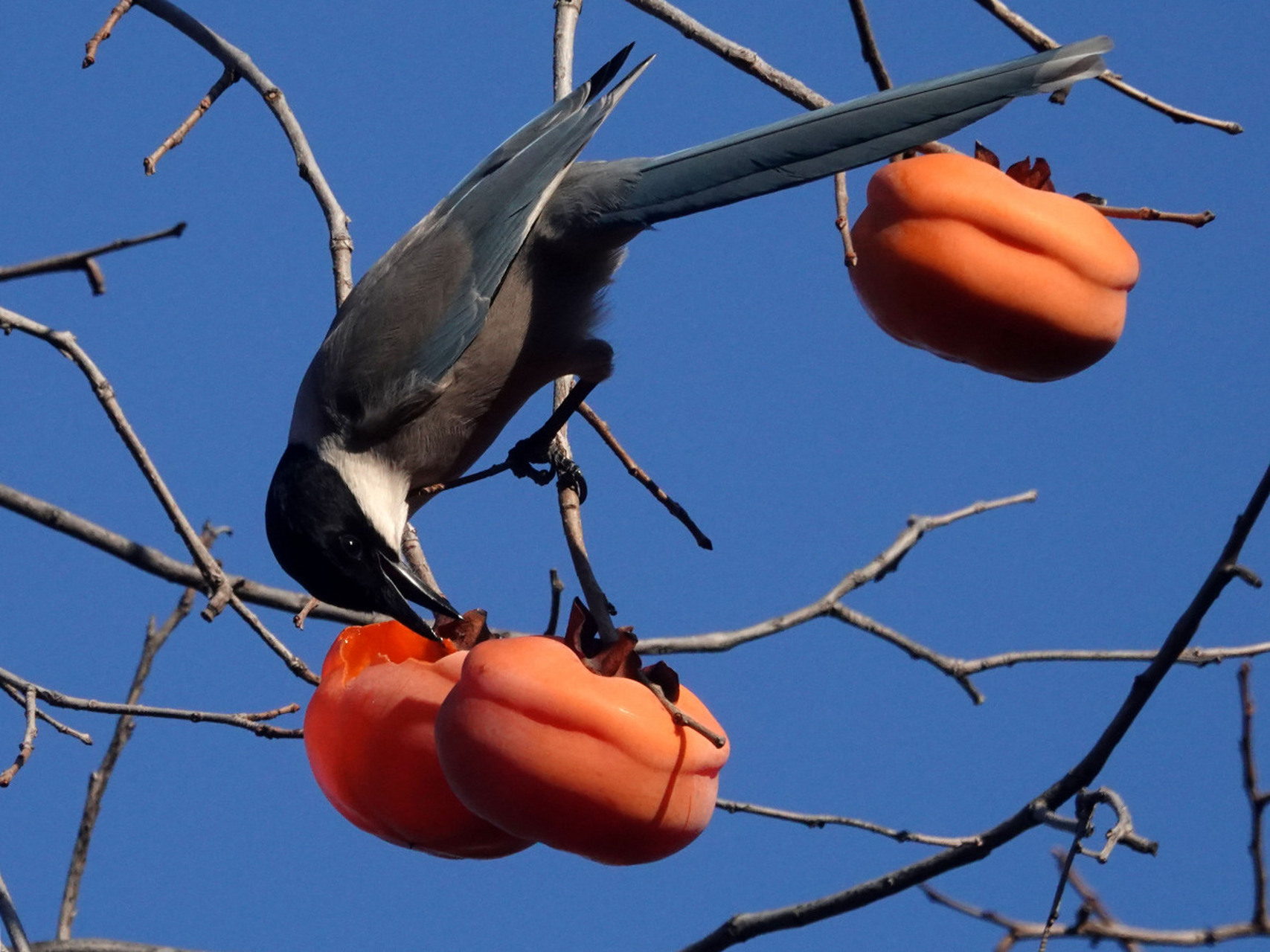 喜鹊,自古以来便是中国文化中的吉祥之鸟,象征着喜悦,幸福与好运.