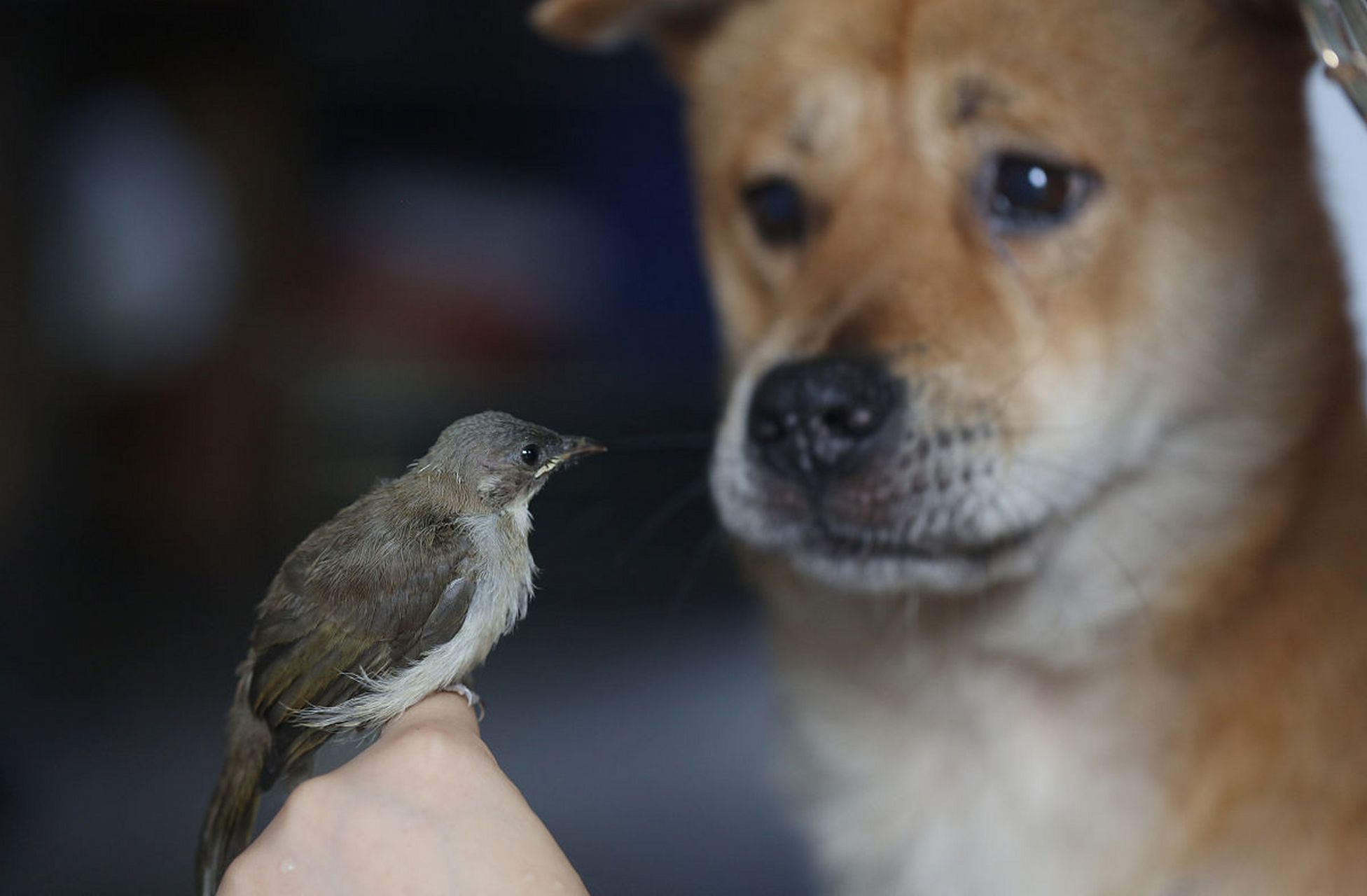 如何治療狗的細小病毒 狗的細小病毒,也稱作犬細小病毒(canine