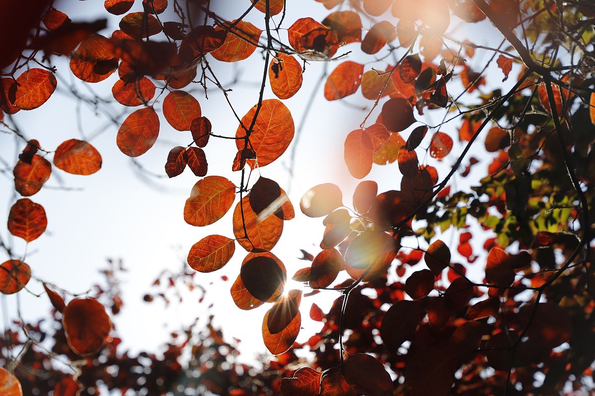 济南红叶谷:秋天的绚丽多彩,红遍山野