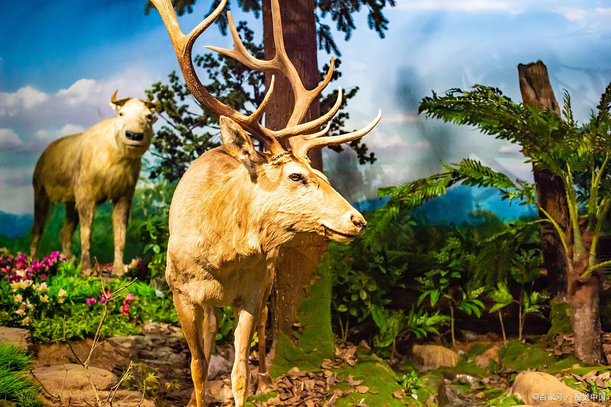 亚当为各样活物命名表面他与各样的活物是和睦同居的!