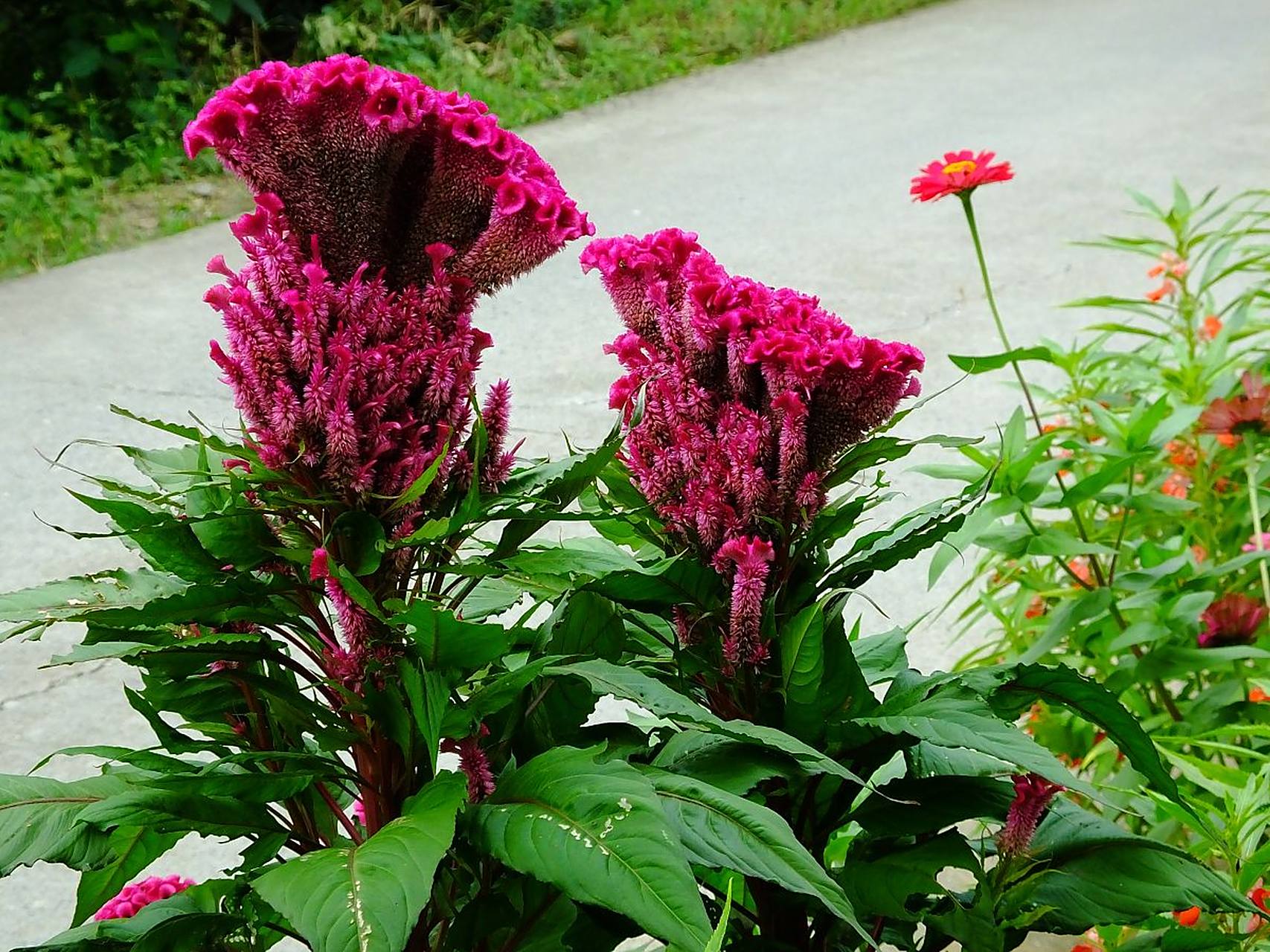 中药"鸡冠花"一一具有"收敛止血,止带,止痢"之功效