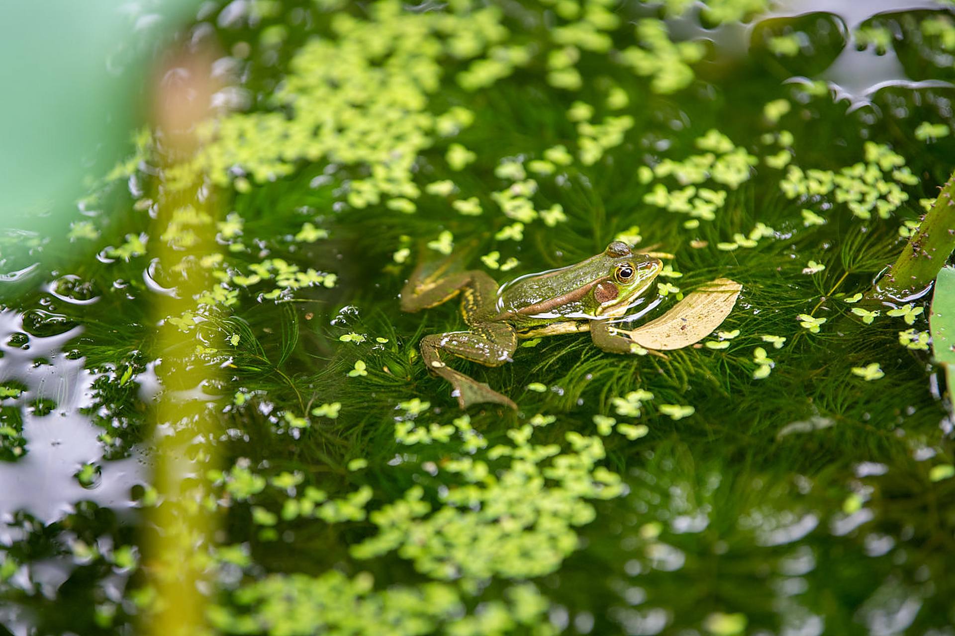 在生机勃勃的田野上,小青蛙欢快地歌唱,它们的合唱如同自然的交响乐.