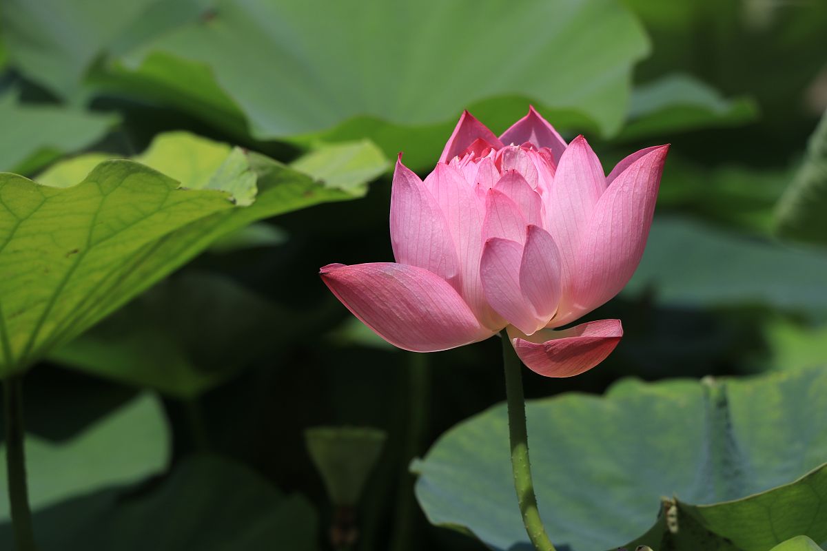 龙井茶香亲脾胃,心如止水品茗中暖风吹绿荷花红,翩翩起舞君子情