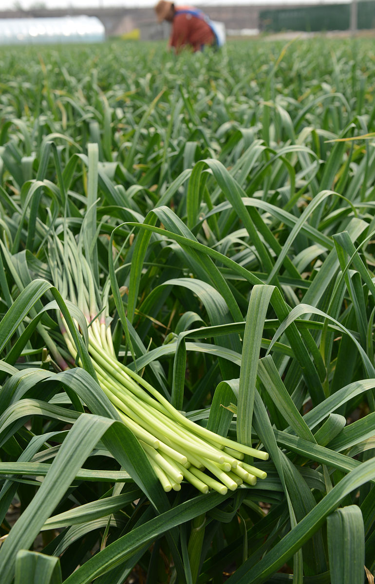 买蒜苔时,遇到"红帽"和"白帽"怎么选?菜农教你技巧,别瞎买