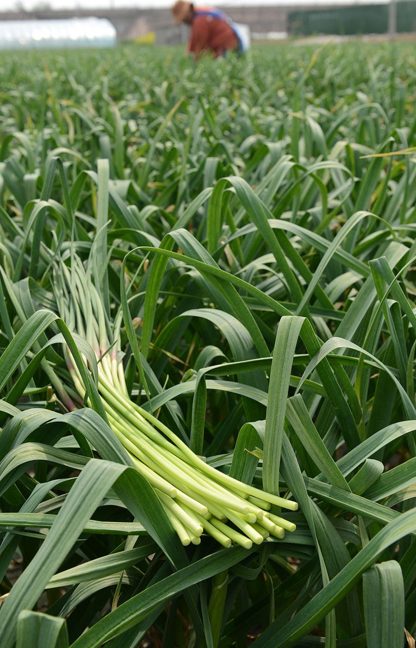 韭菜,这种绿油油的蔬菜,不仅口感鲜美,营养丰富,而且在春季种植,更能