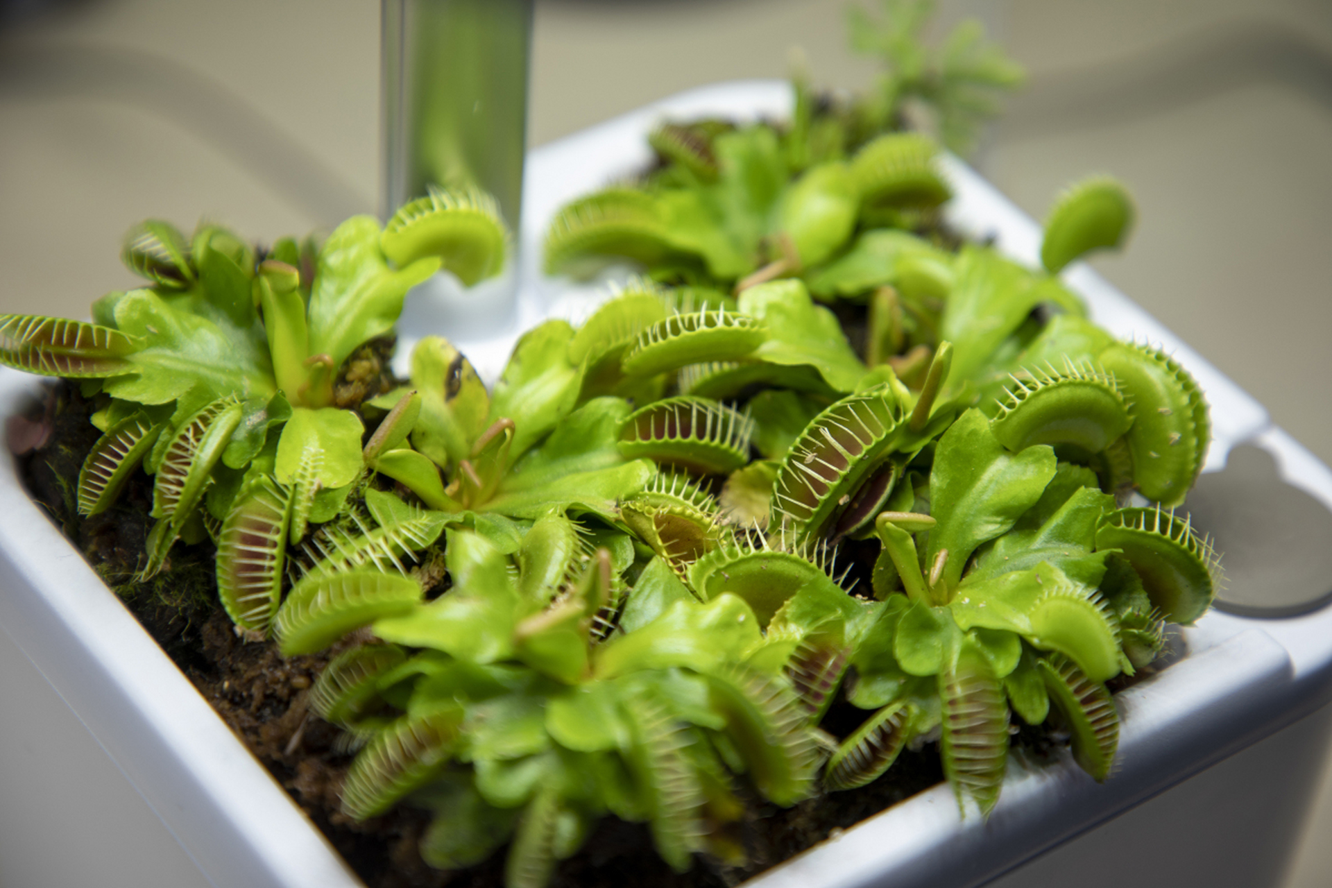 捕蝇草是一种原产于北美洲的植物.