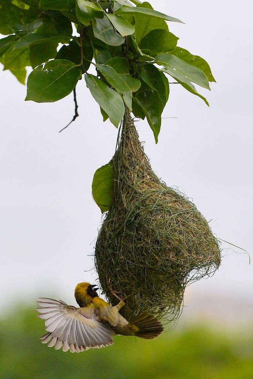 动物界的建筑师——黄胸织布鸟  黄胸织布鸟的手艺可以说是巧夺天工