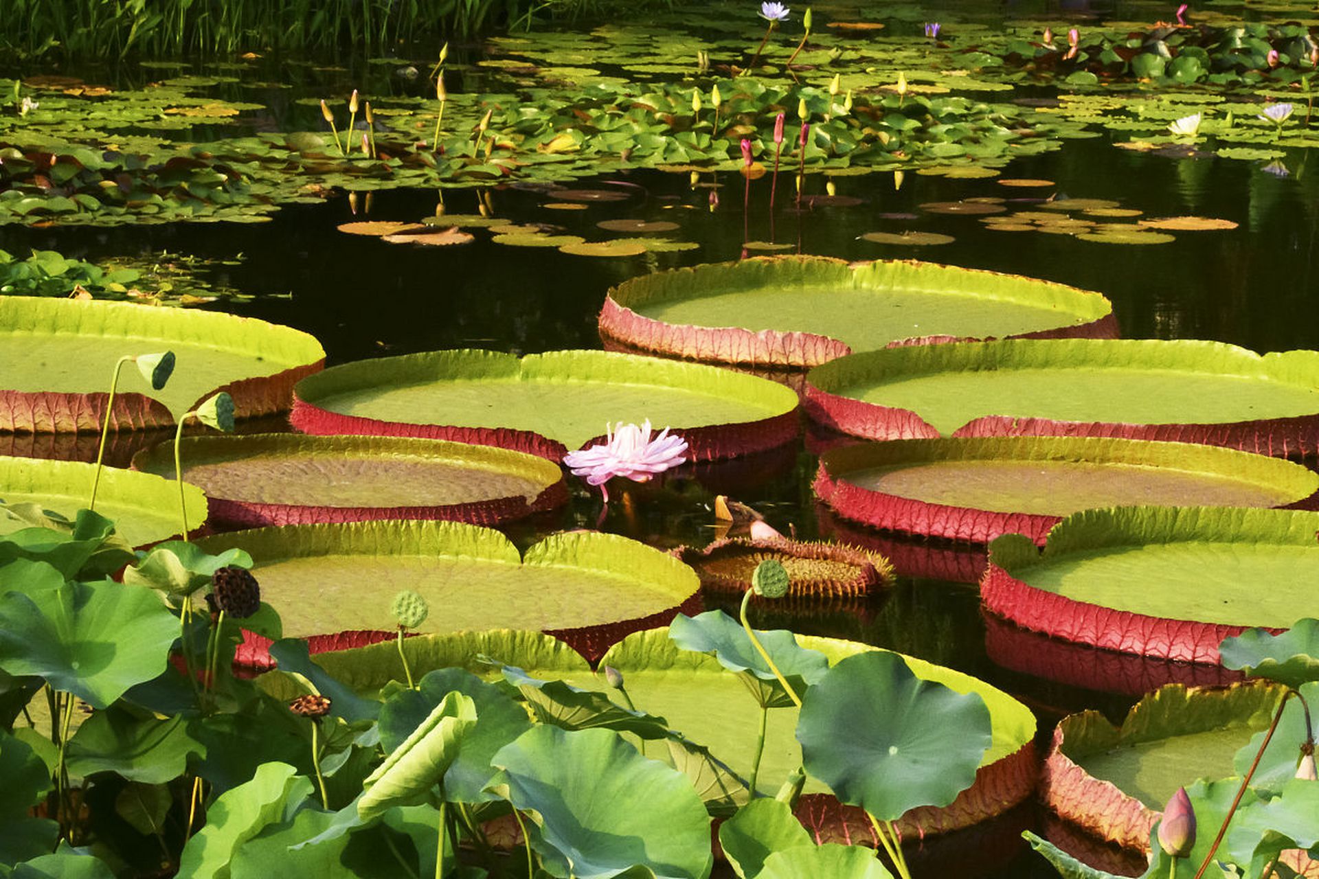 水中霸主----王莲 是睡莲科王莲属植物统称.