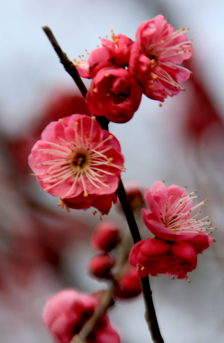 金秋动态创作赛# 中国十大名花之梅花:花中之魁