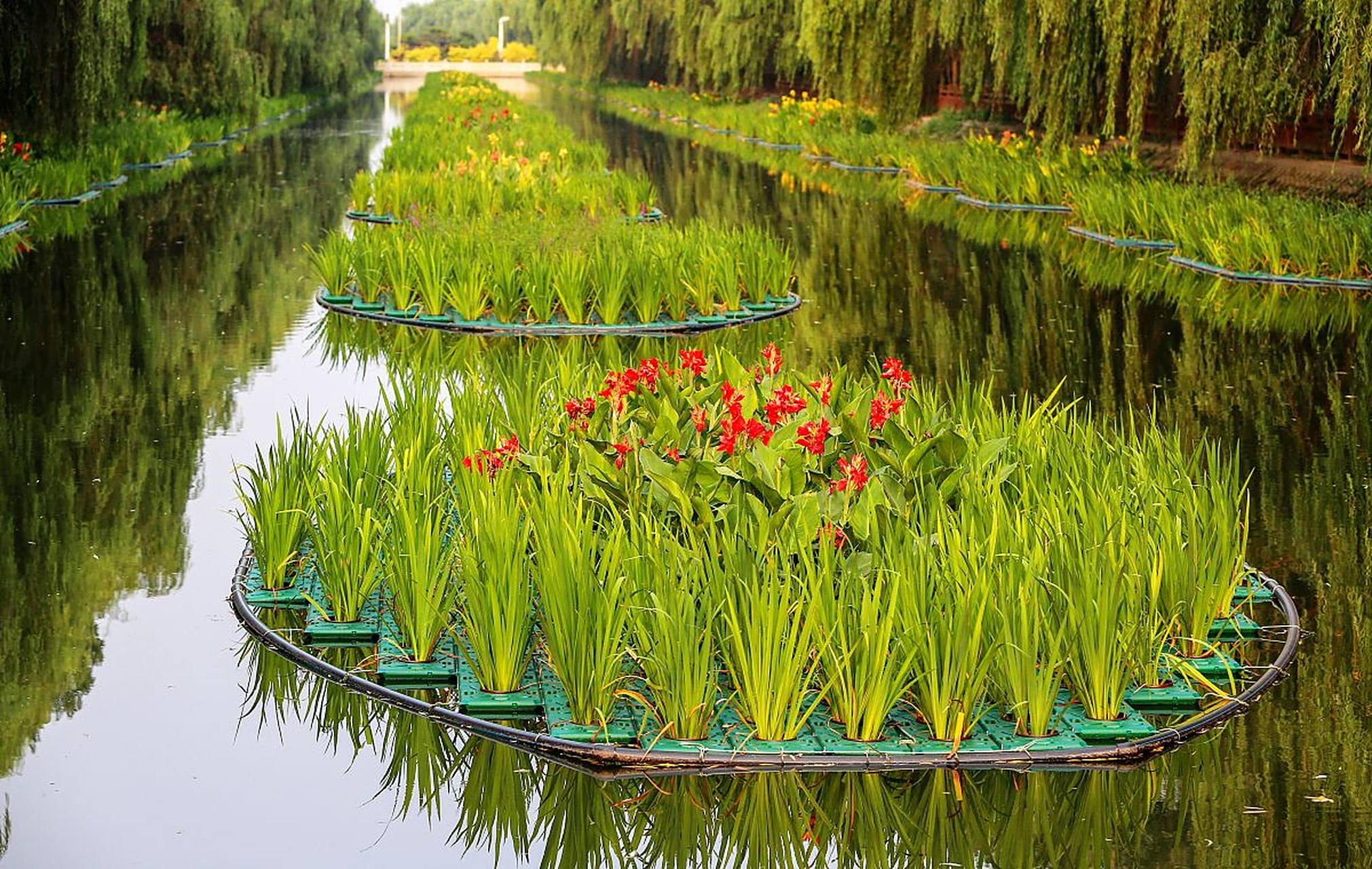 琳晨水生植物# 在生态浮岛上栽培植物非常的关键,因为植物生长特性较