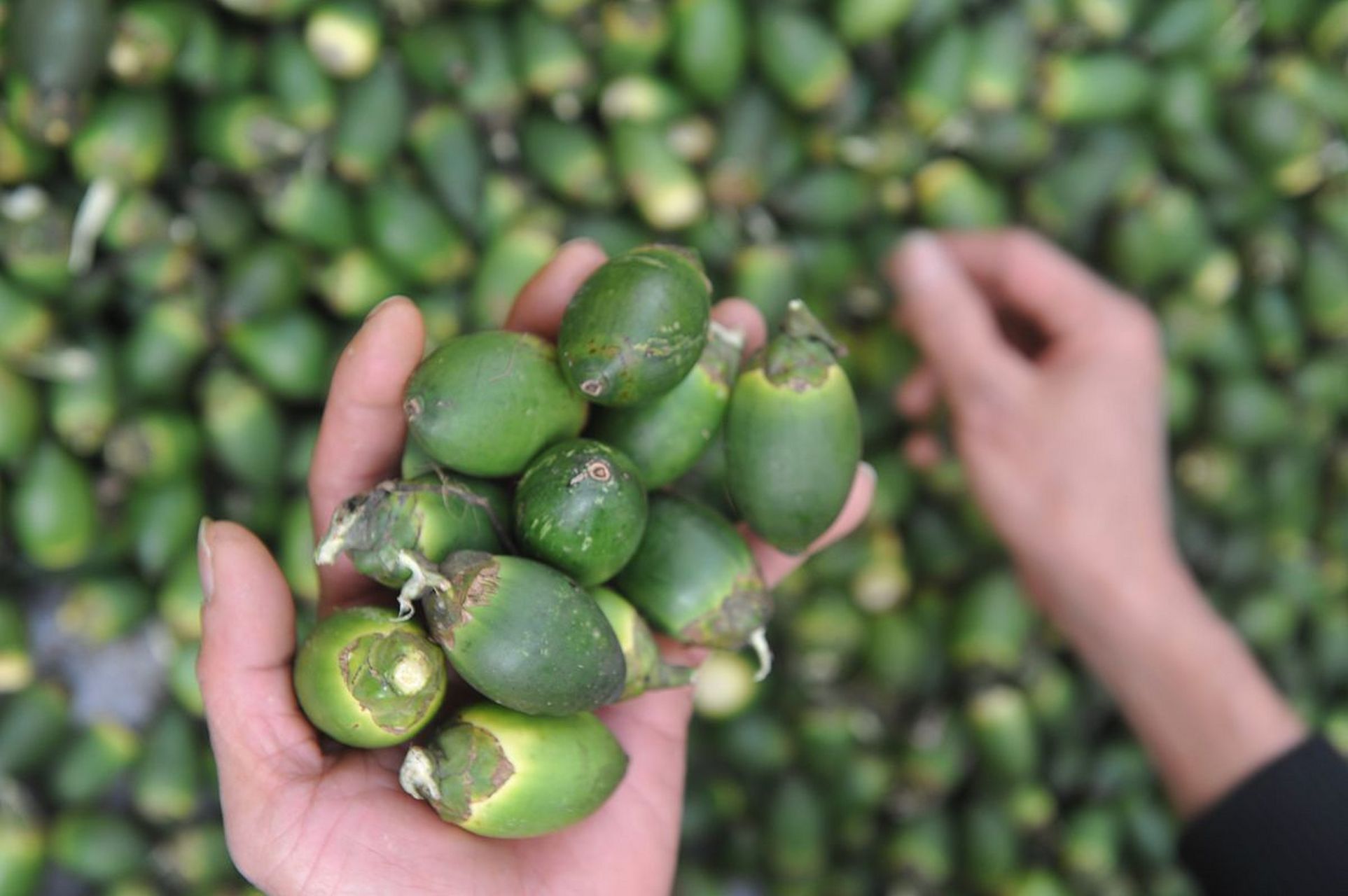 数粒机适合按数量包装颗粒状物品,如槟榔;称重包装机适合按重量加工