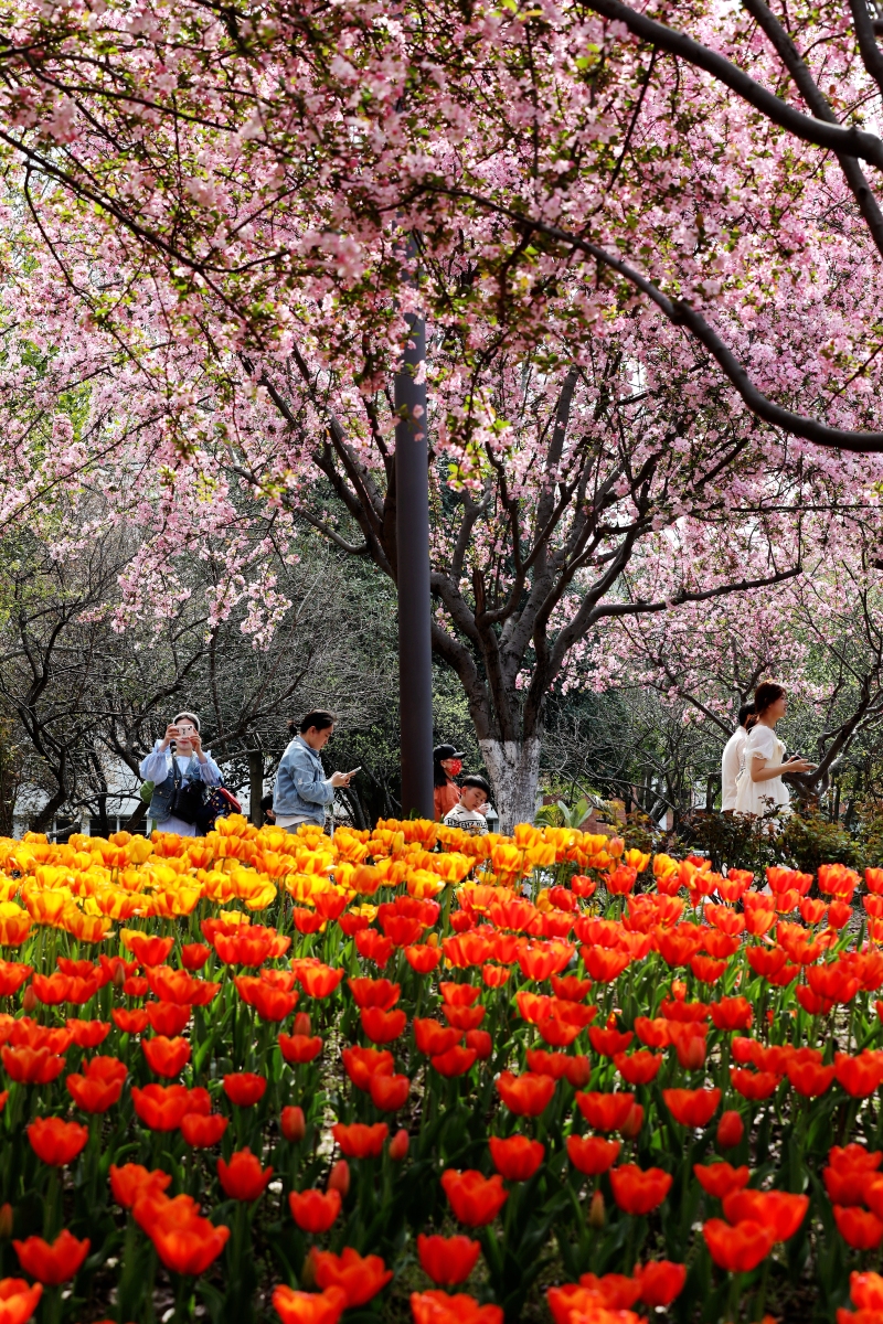 天坛公园赏花图片