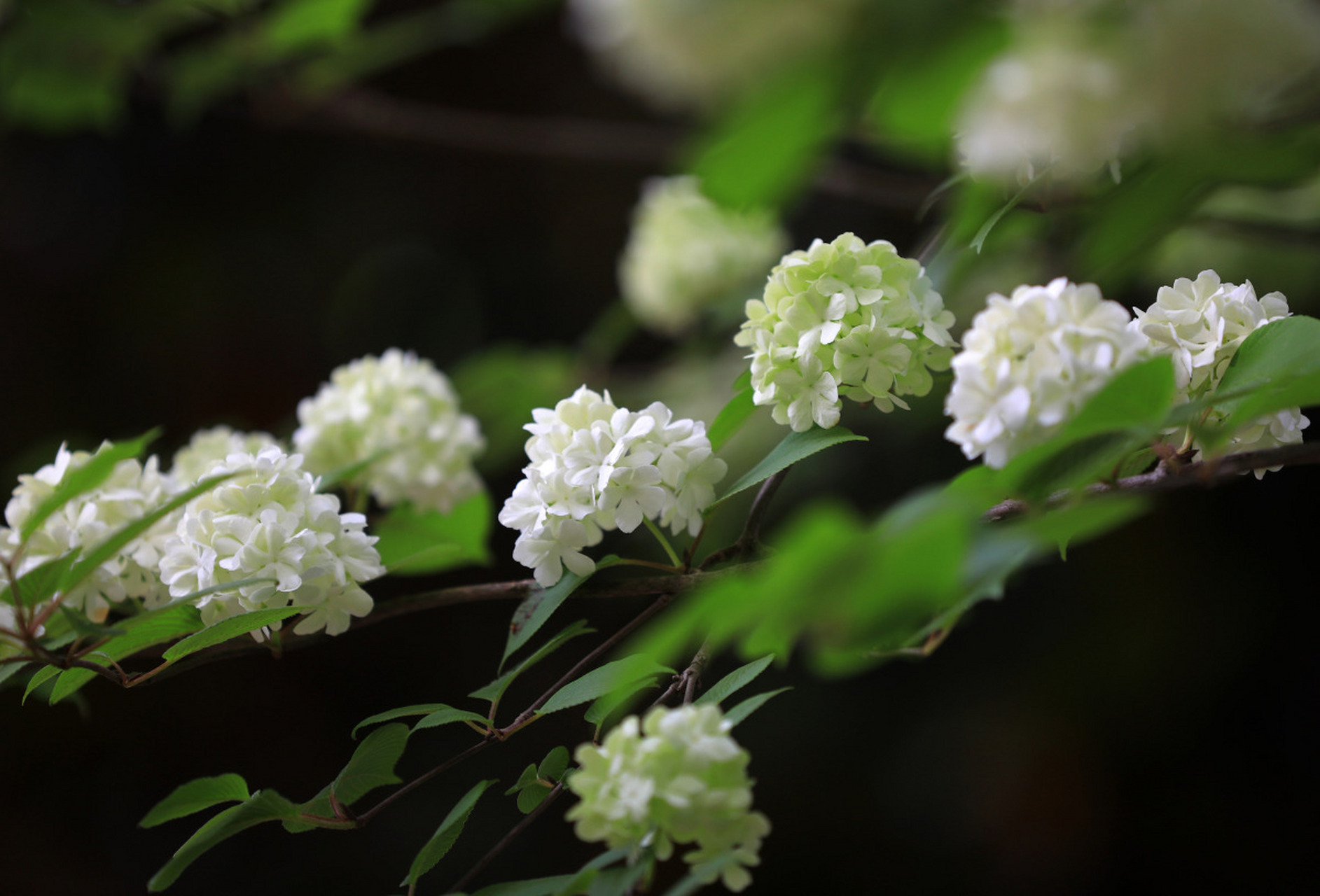 洋琼花图片