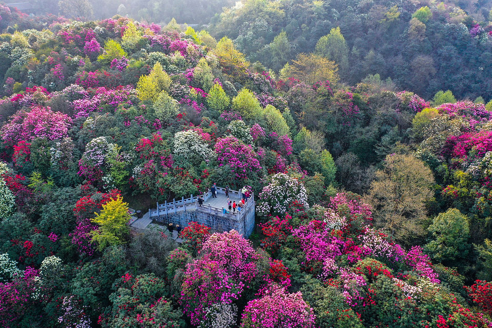 金佛山春天的美景图片