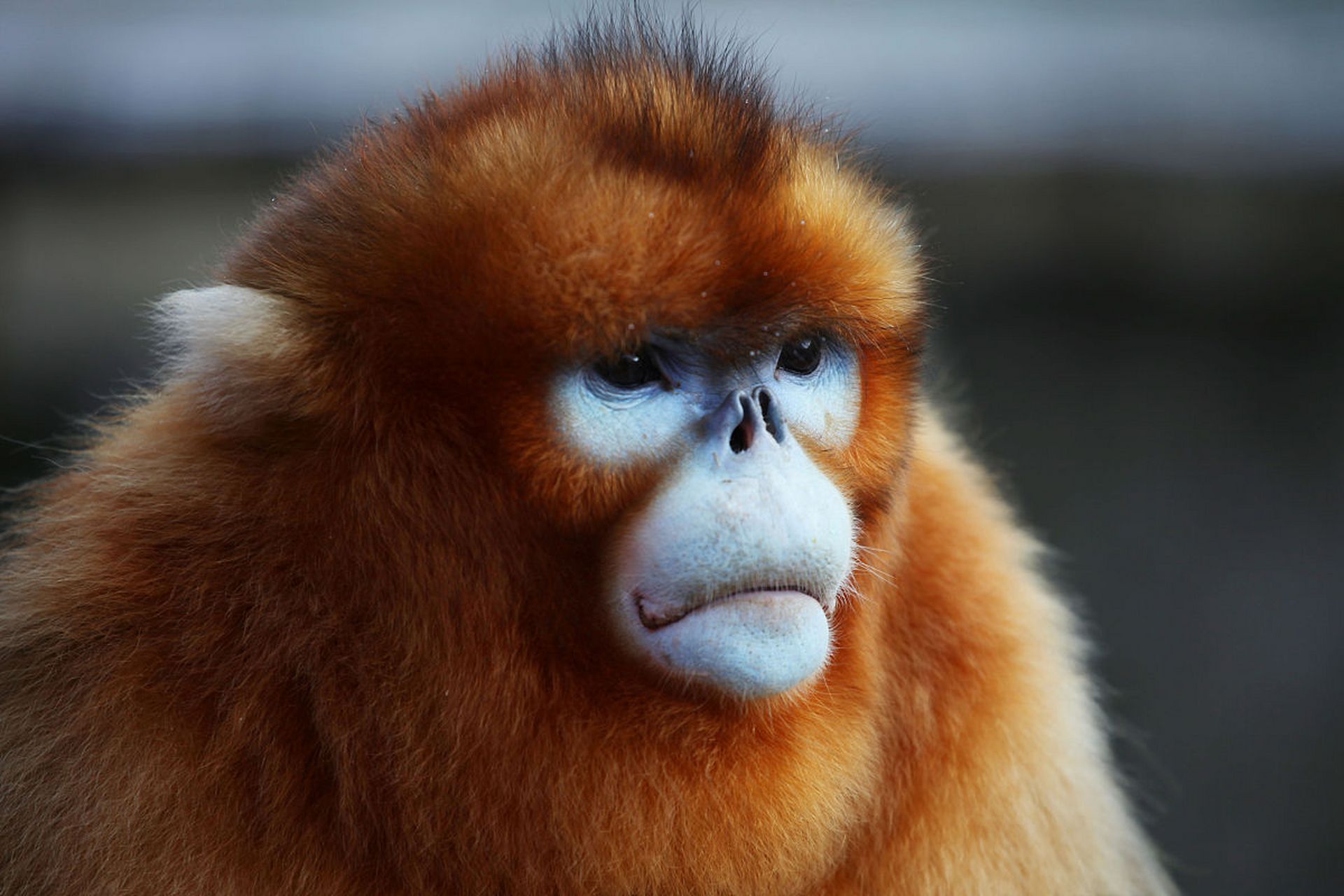 美丽的金丝猴,是大自然赋予我们的一份神奇礼物.