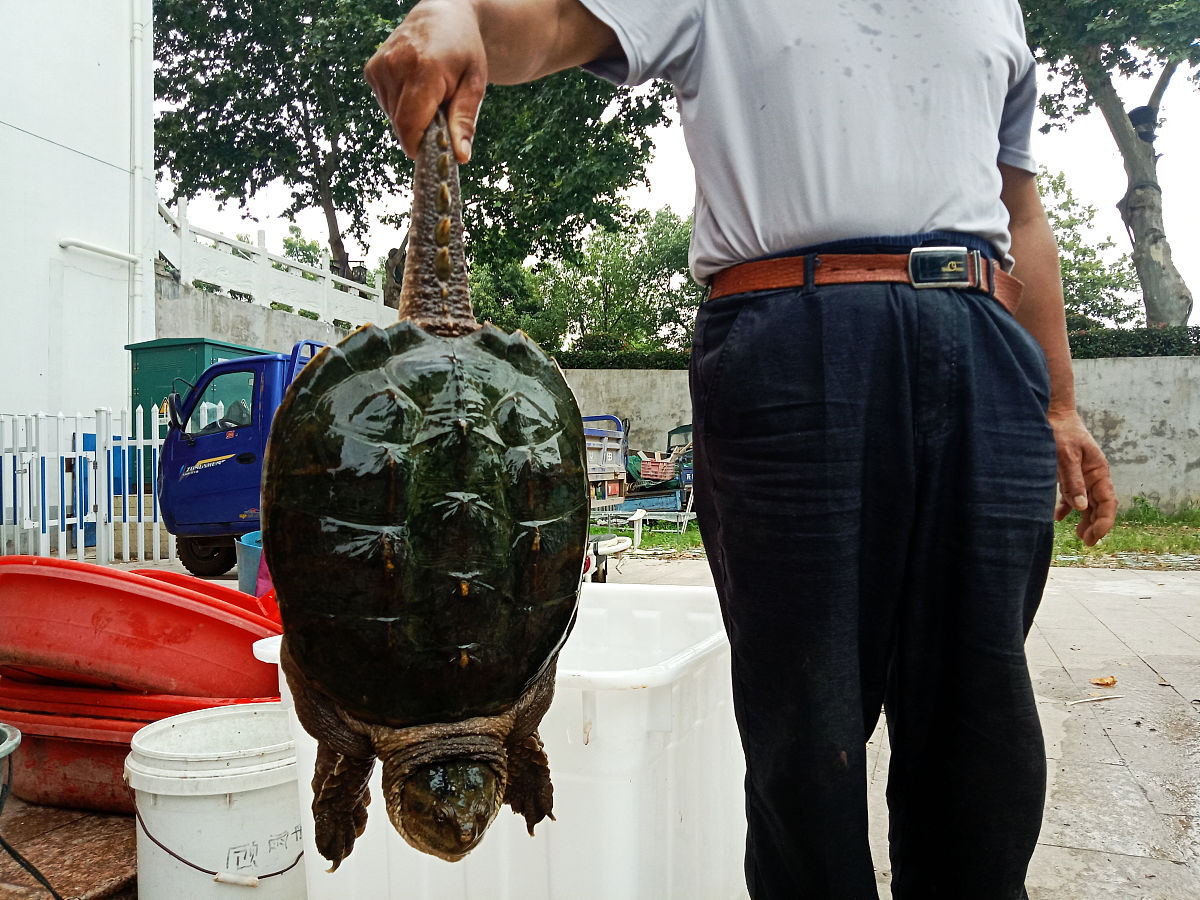 巨型甲鱼的世界纪录:鼋,中华鳖与珍珠鳖的体型之谜